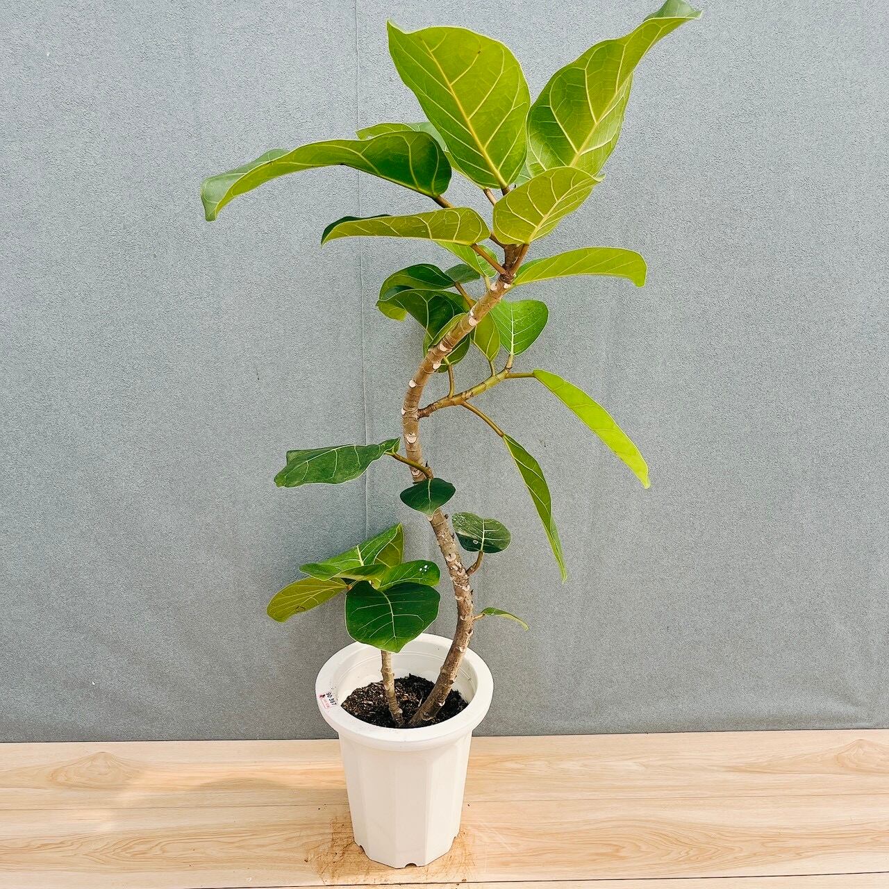現品］【希少】21番 フィカス アフリカンプリンス 8号 観葉植物 室内