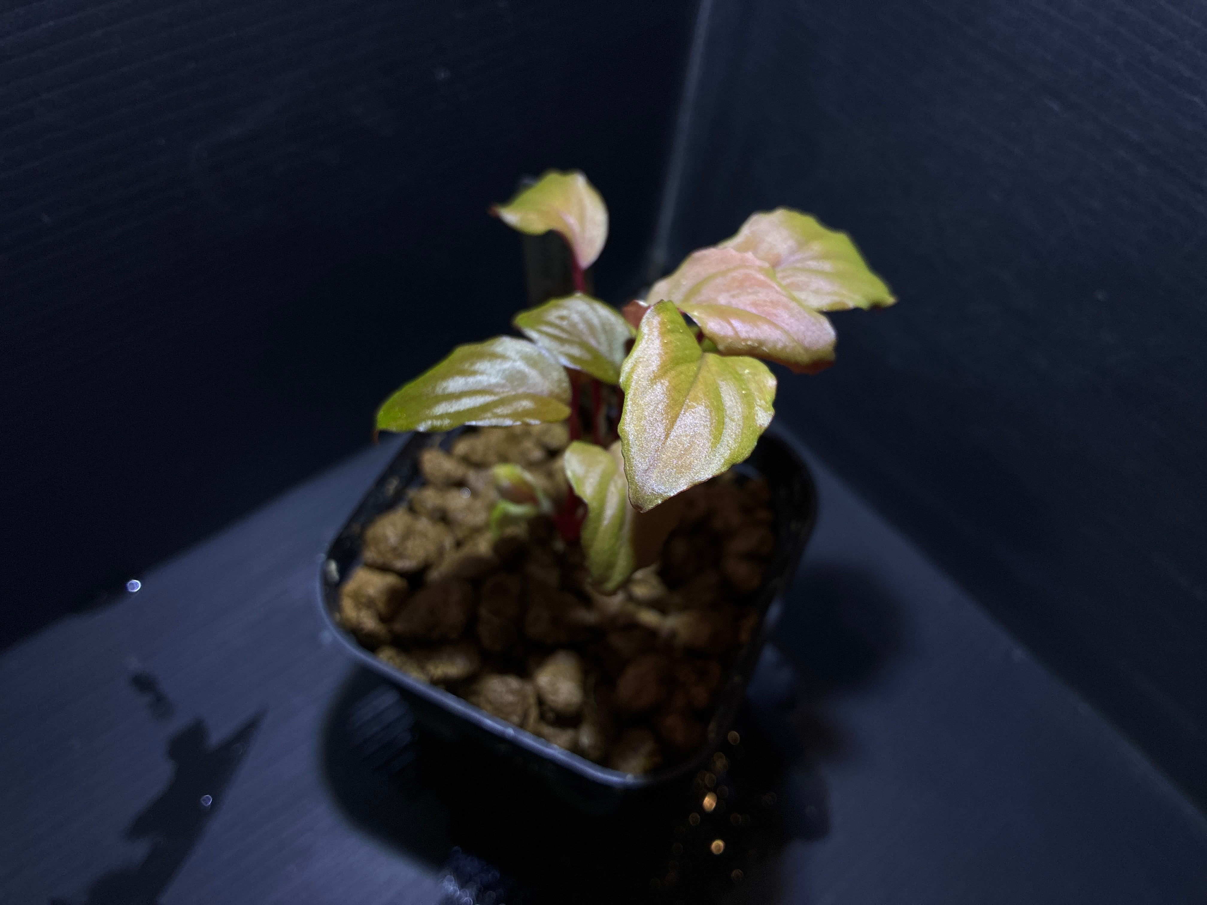 Bucephalandra sp.Kedagang Pink Variegata（ブセファランドラsp.クダ