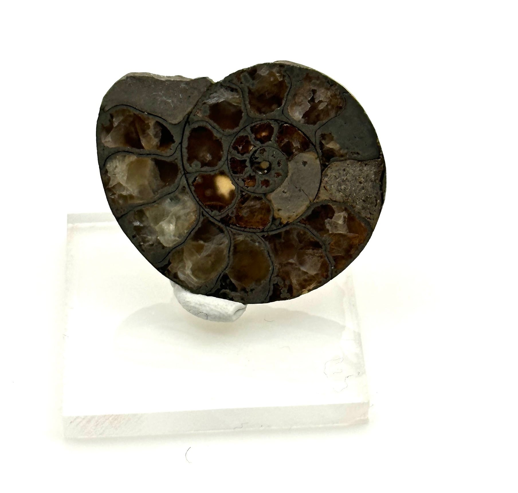 化石】アンモナイト｜アクリル板と粘土付き | 縁起屋 春日