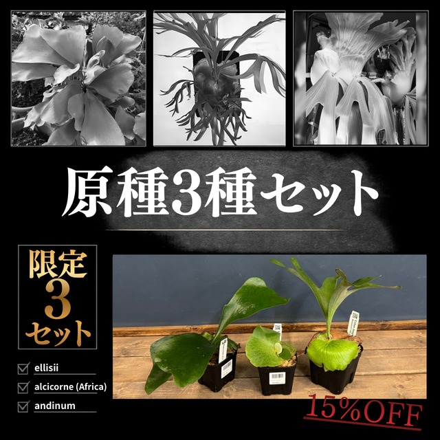 【UJビカクフェア】【抽選販売】ビカクシダ 原種3種セット（限定3）｜送料無料 15％OFF