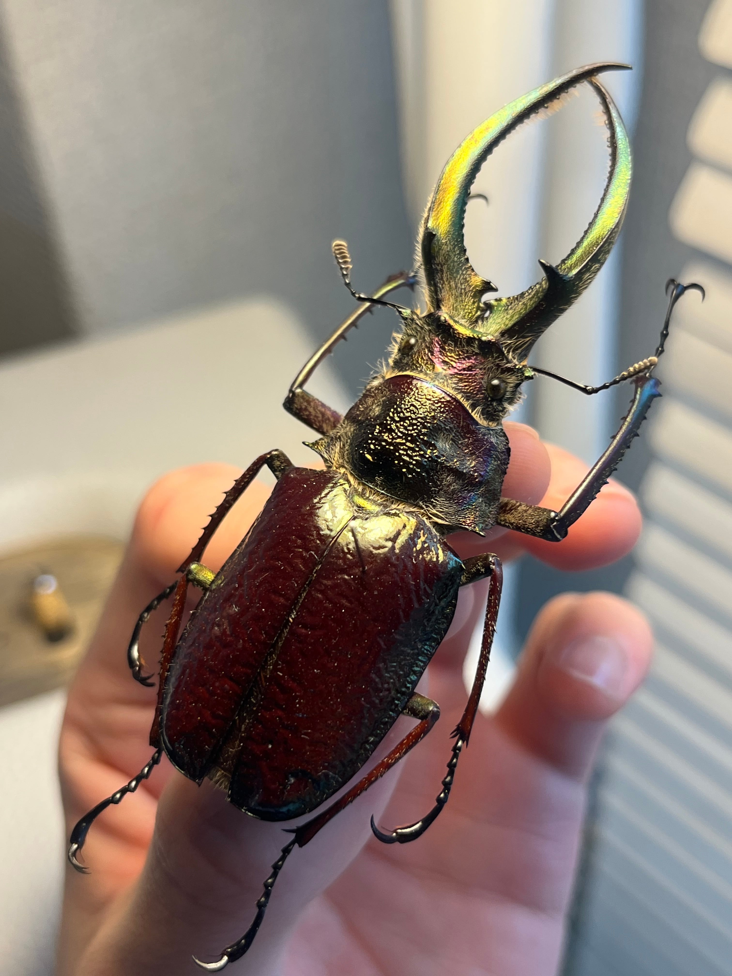 パプア産　ゲストロホソアカクワガタ　44mm パプア産 ゲストロホソアカクワガタ 44mm 【公式通販】