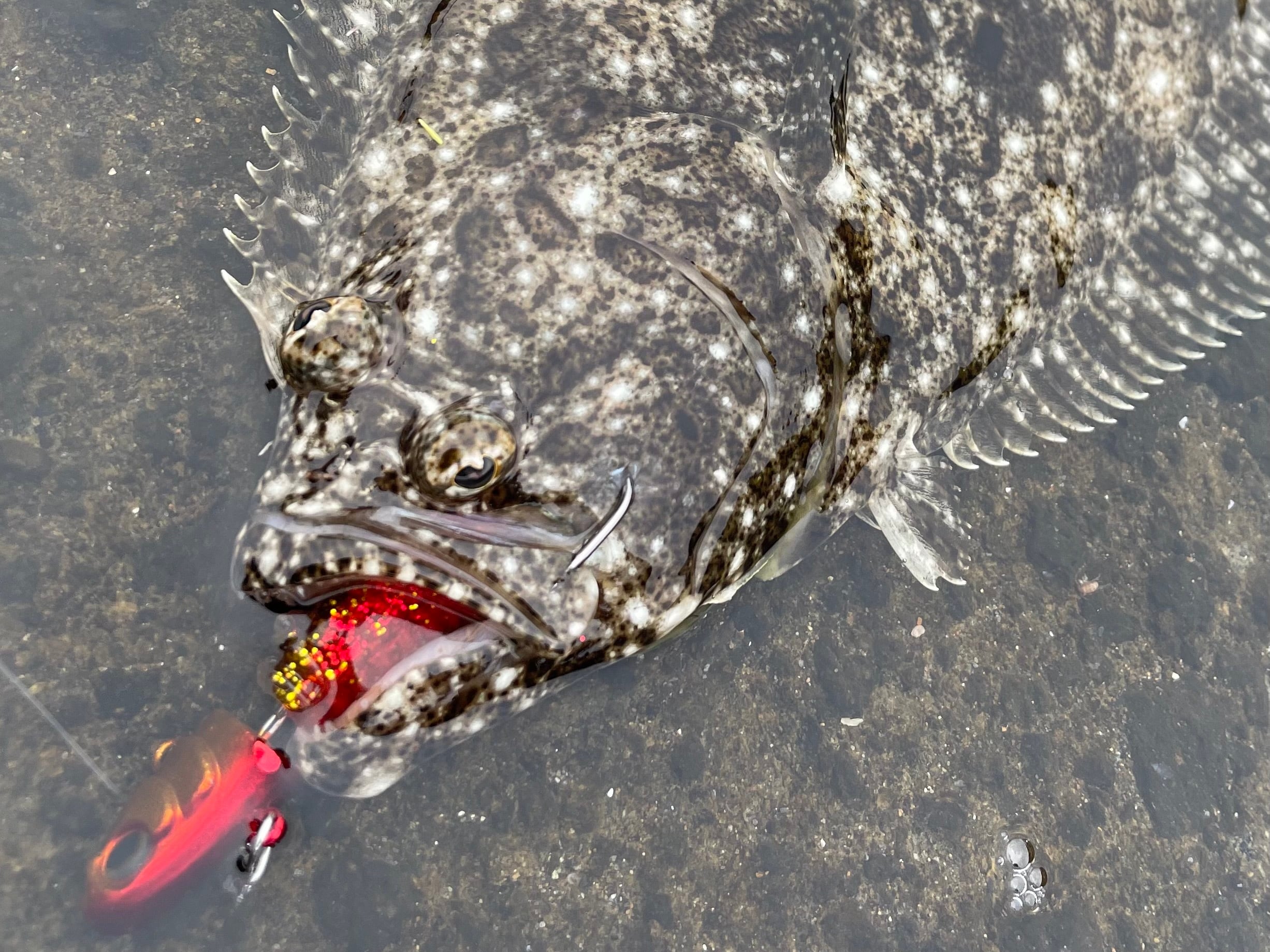 アバカスシャッド「SEA REVO」3.8インチ各色 | FARSIDE [ファー