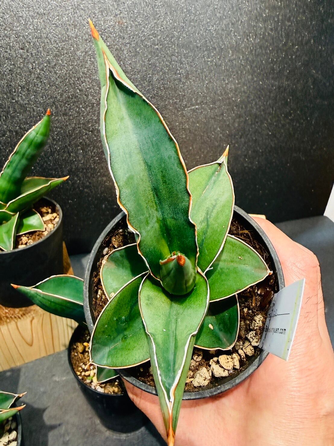 サンセベリア・サムライドワーフ 3号 | 観葉植物と雑貨のお店 VIVAGREEN