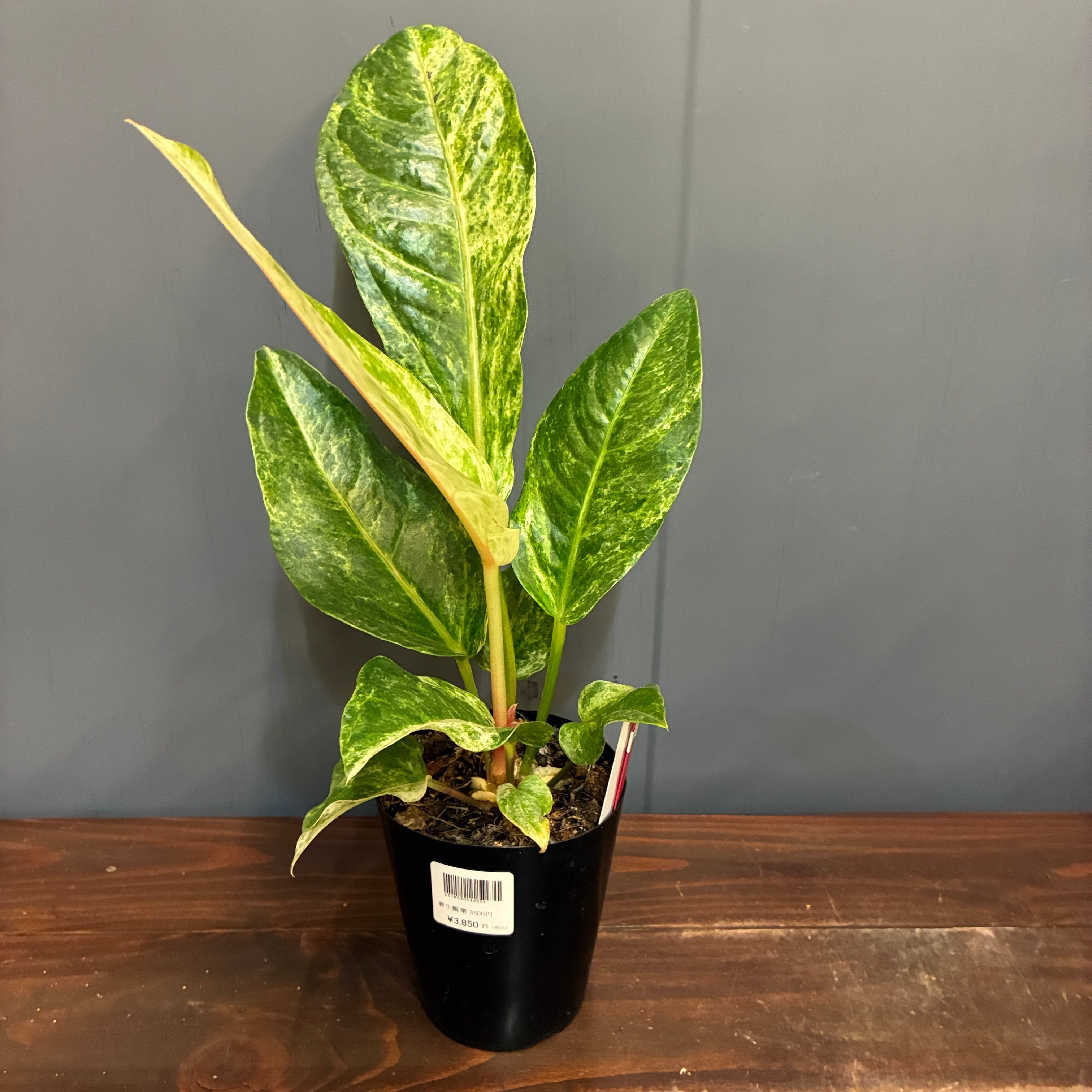 抽選販売】【限定価格】アンスリウム5種セット（限定3） | PROTOLEAF