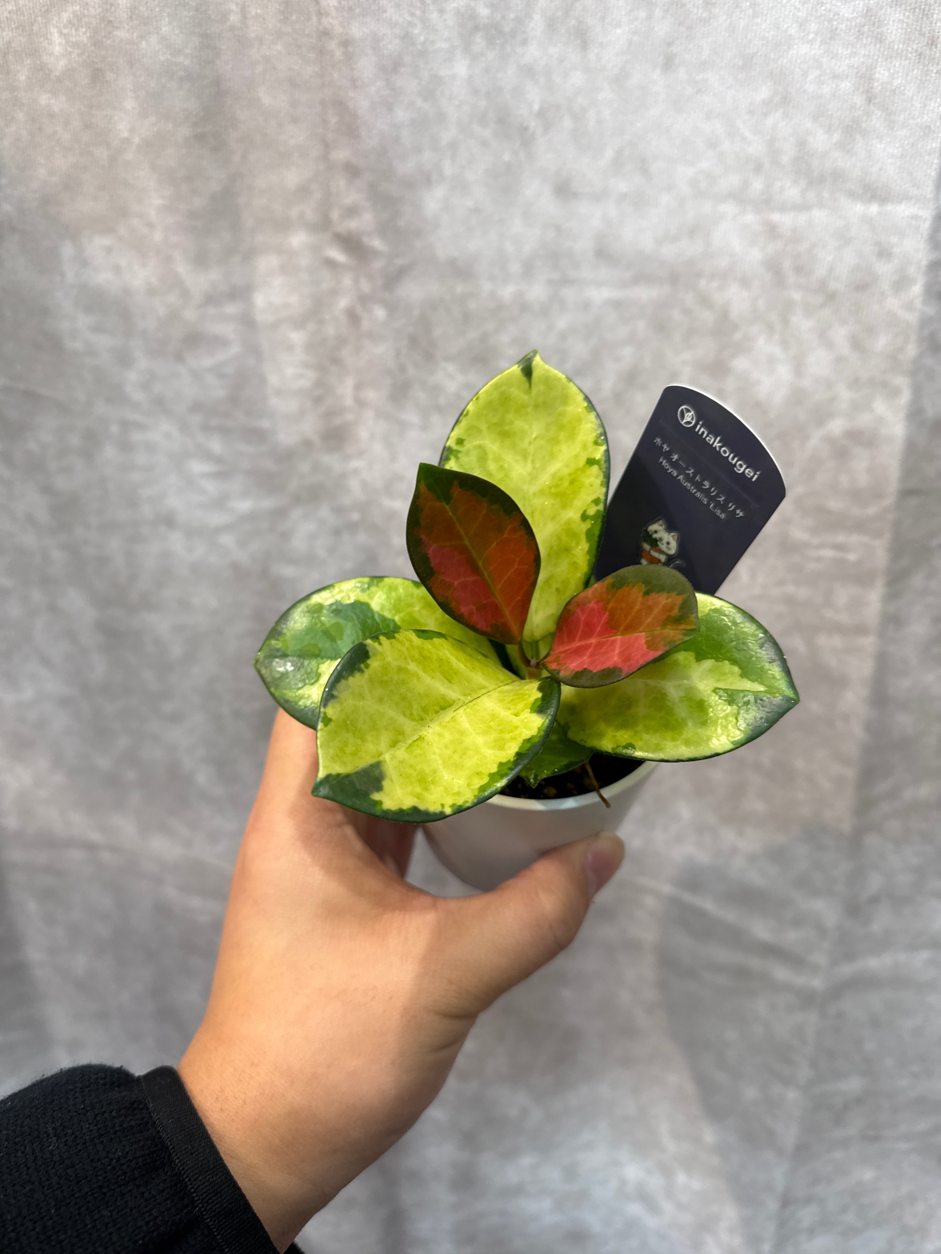 ホヤ・ディスキディア・洋蘭等 | Gardenえん 【観葉熱帯植物】