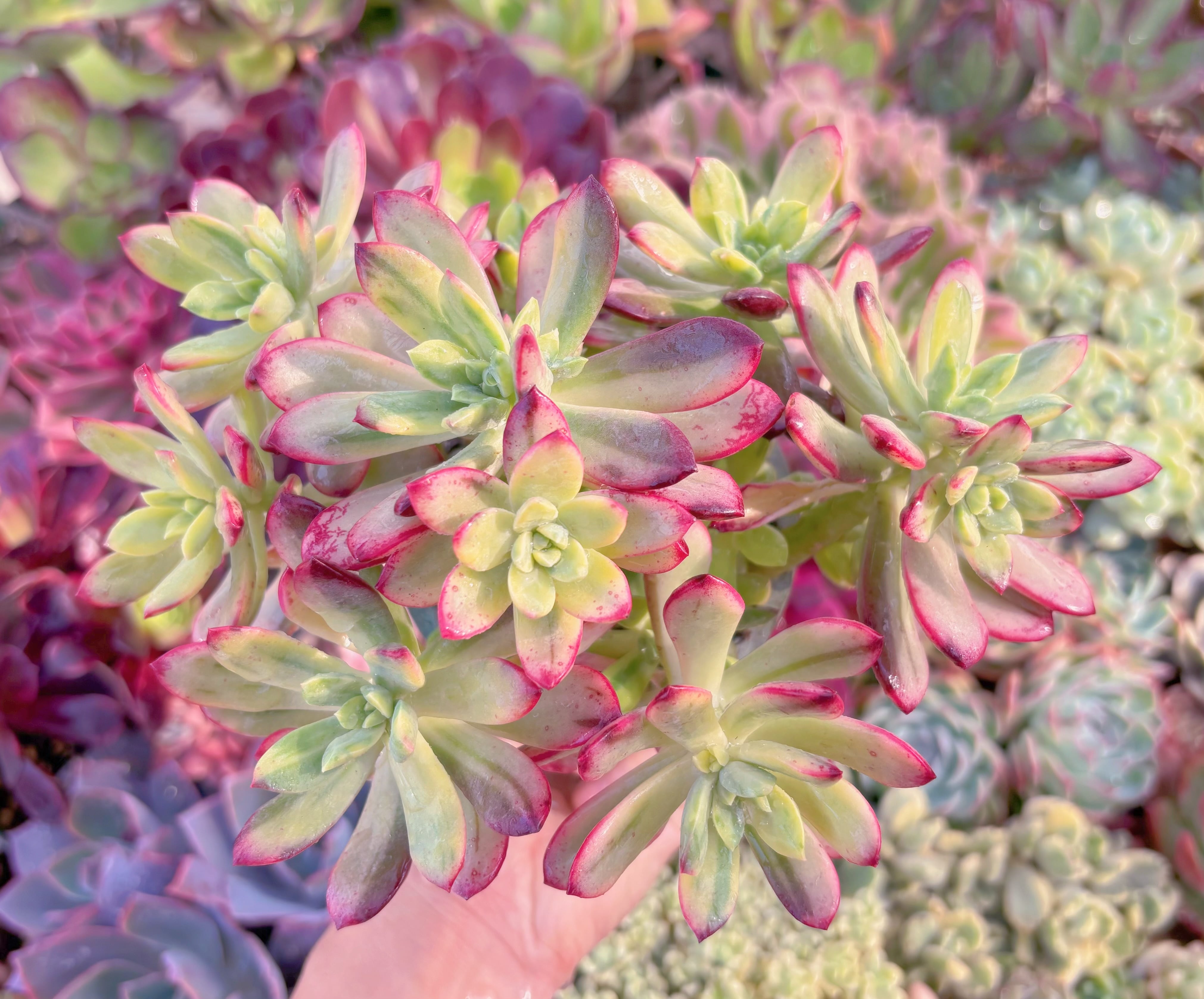 現品　ミニベル錦#219   群生　るる農園