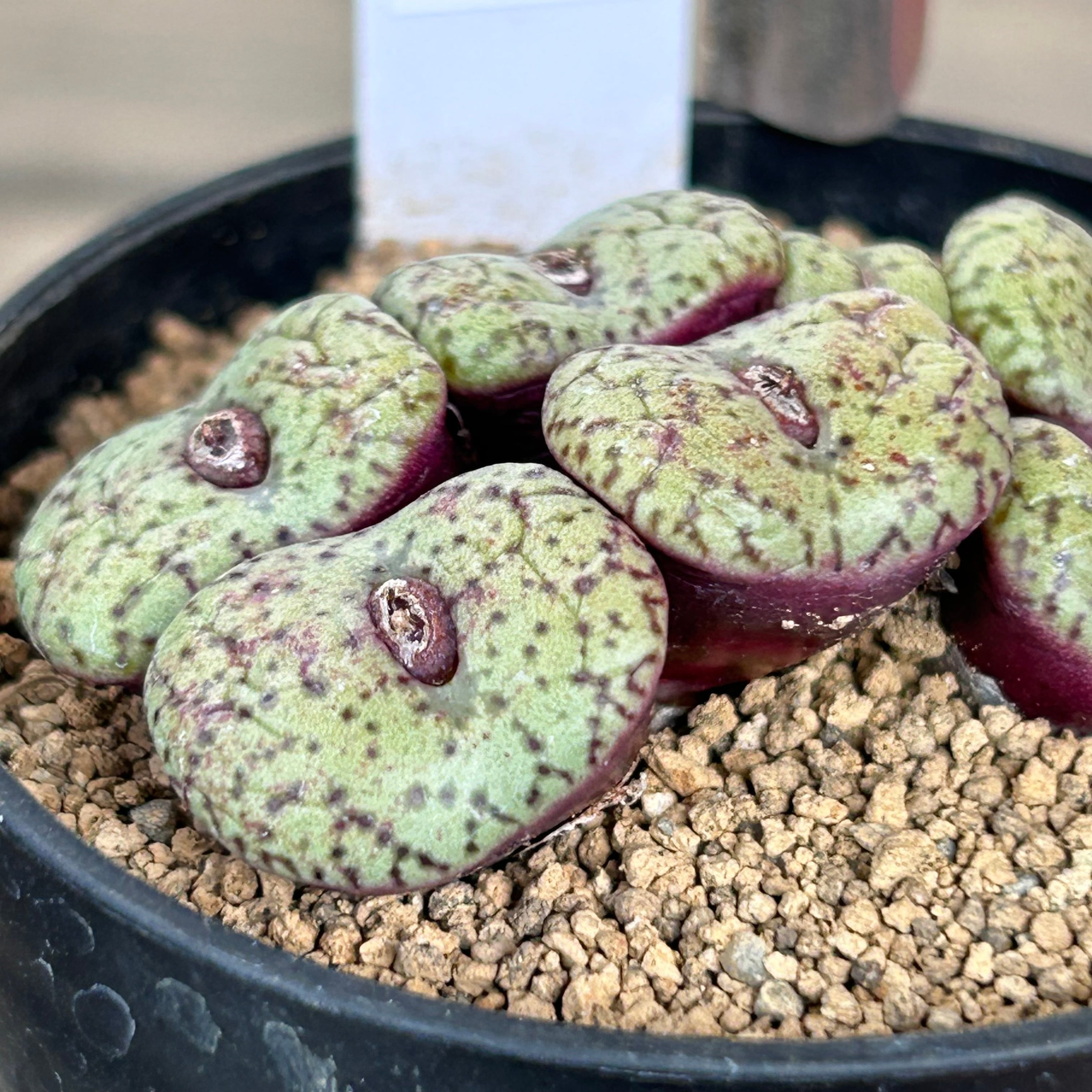 コノフィツム 安寿姫 | RuPo 多肉植物専門店