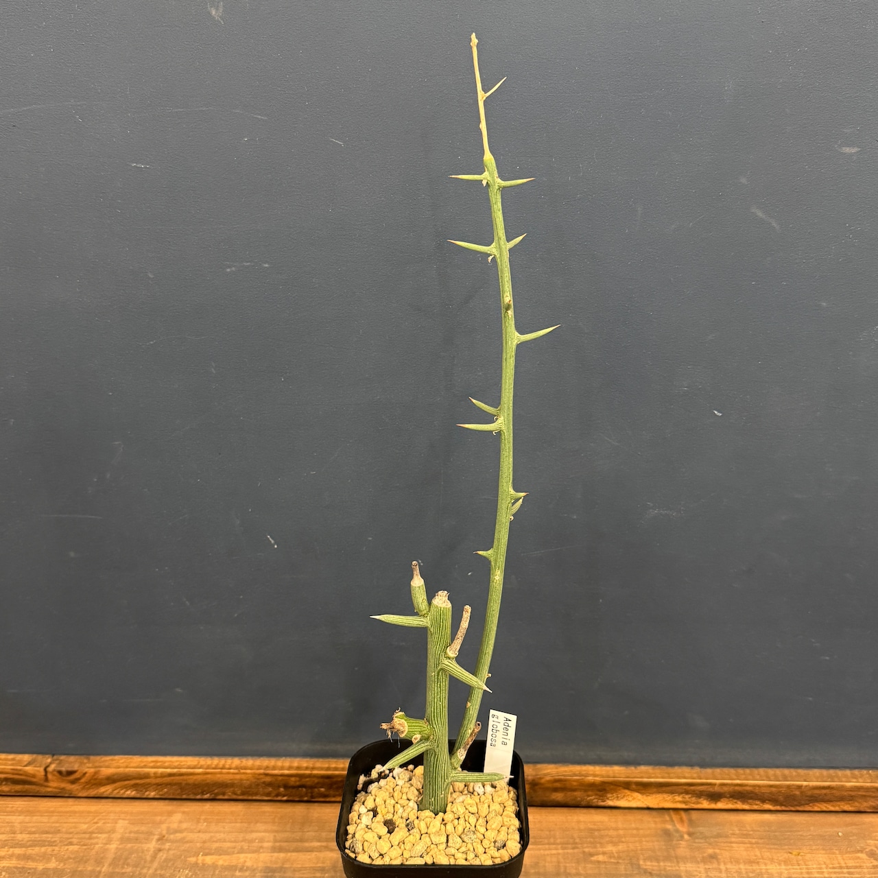 アデニア　グロボーサ【184】