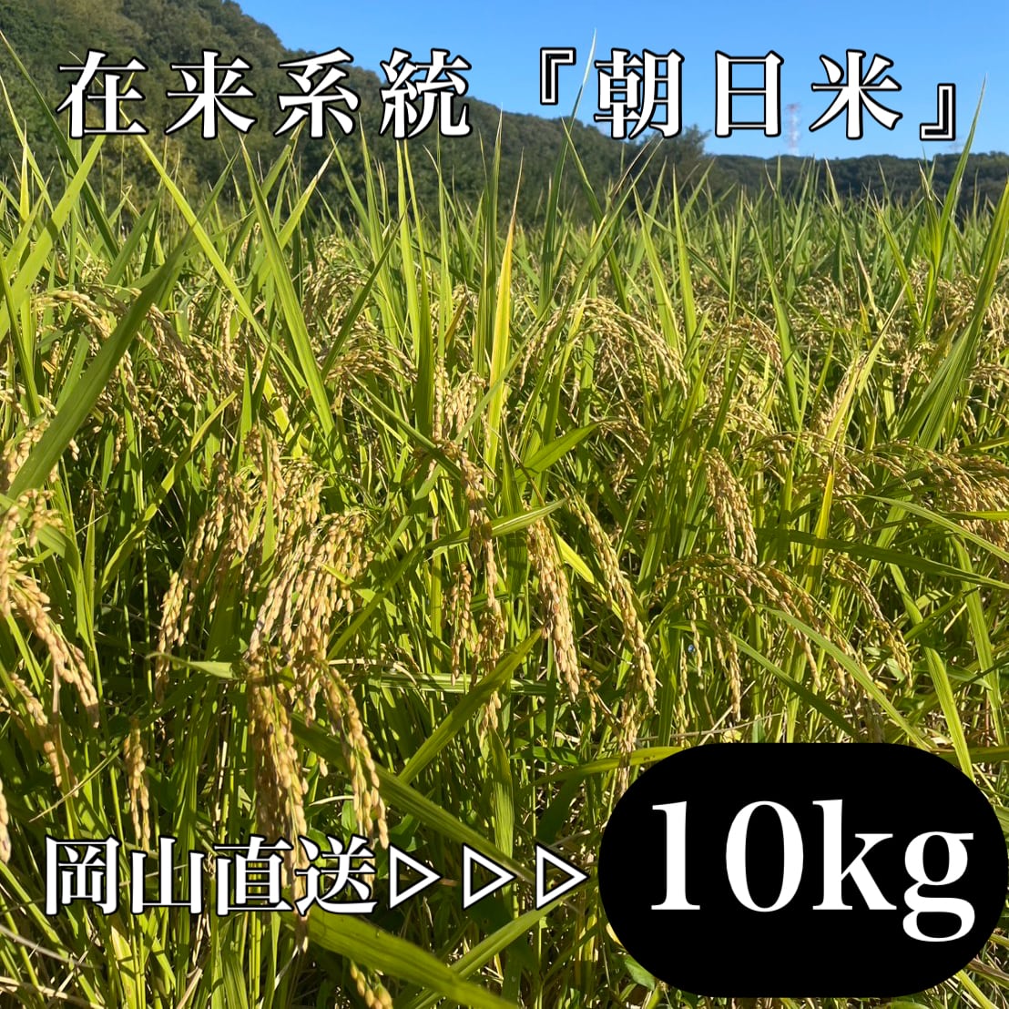 朝日（在来系統）玄米10kg 主食用 岡山県産 | 自然食品さしすせそ