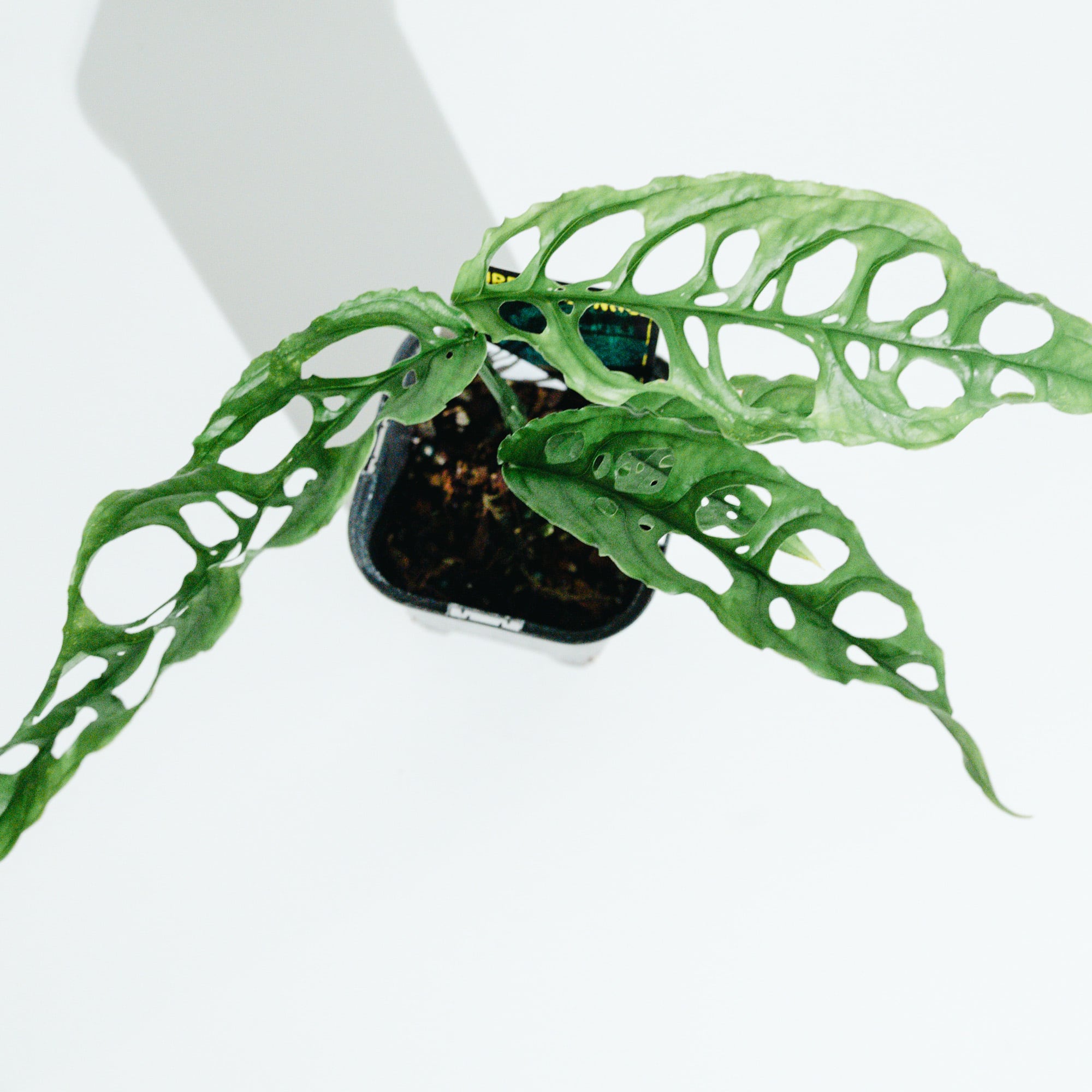 モンステラ・オブリクア・ペルー（Monstera obliqua 'Peru'）_250824