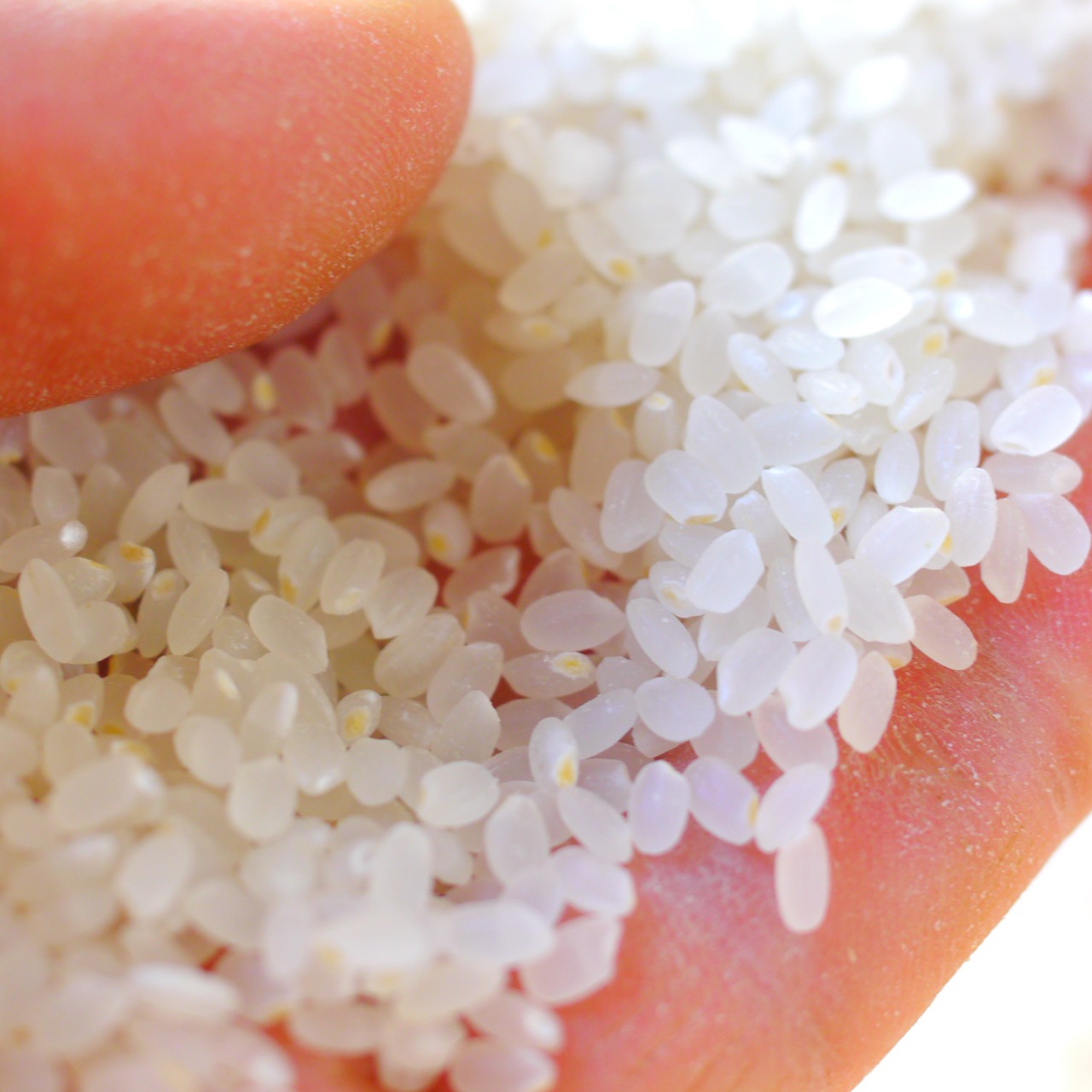 【令和7年産・新米】特別優秀賞受賞！【農林48号】白米・2kg　特別栽培米　こぴっと米