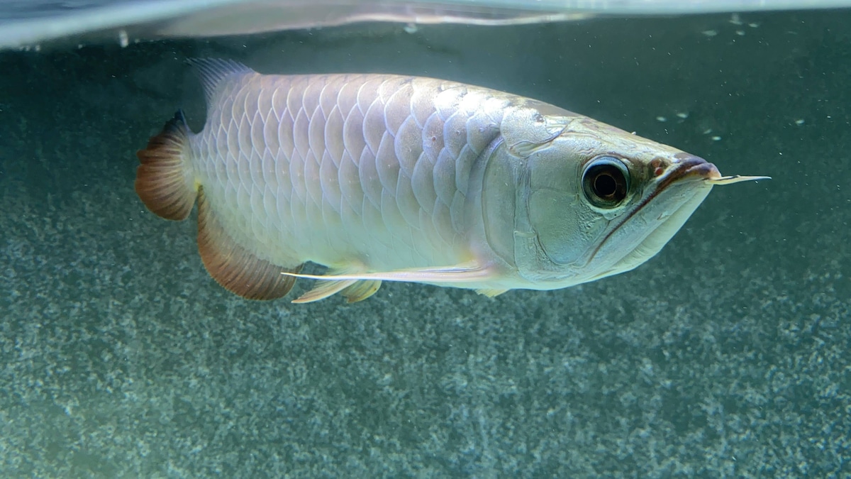 アジアアロワナ・過背金龍 (ゴールデンヘッド) | アロワナ等の大型魚 