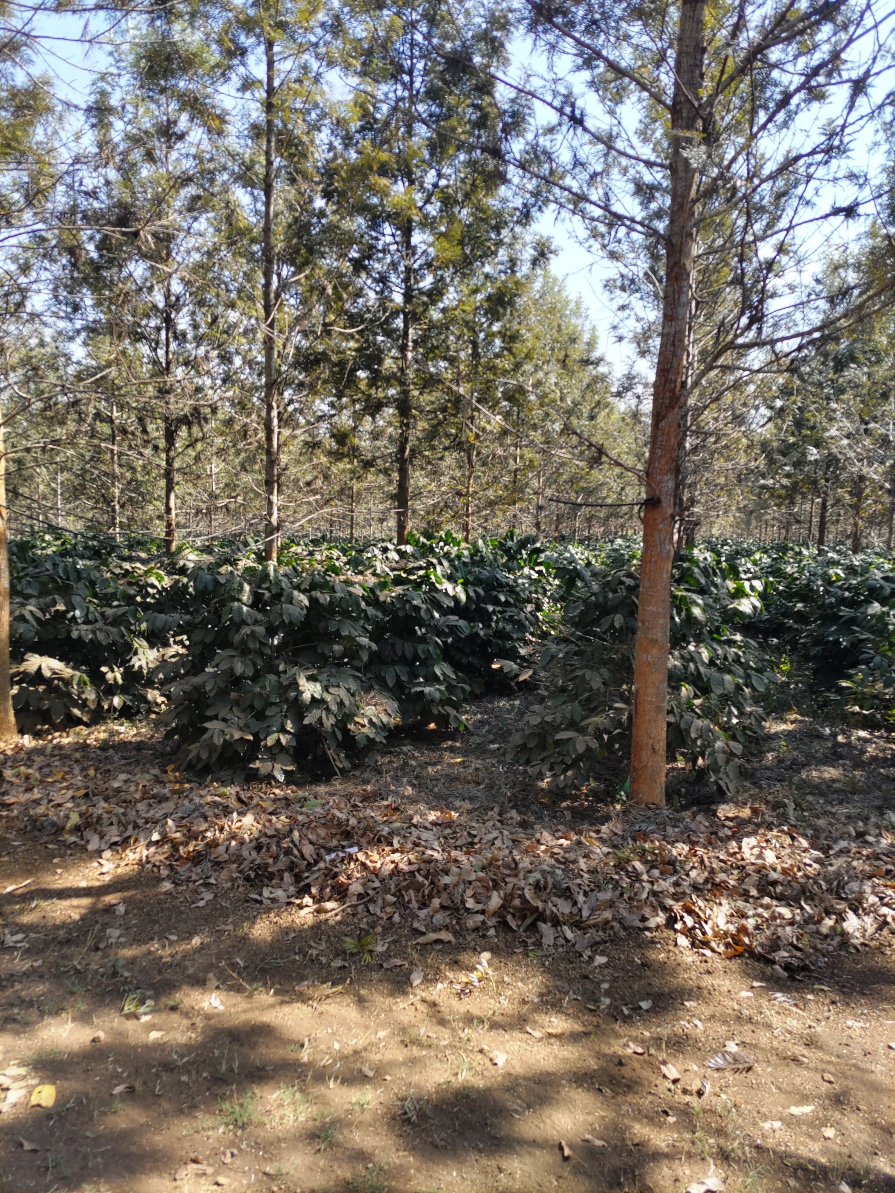 ミャンマー】(100g)シュウェチェリー農園ナチュラル | Hisuineko Coffee