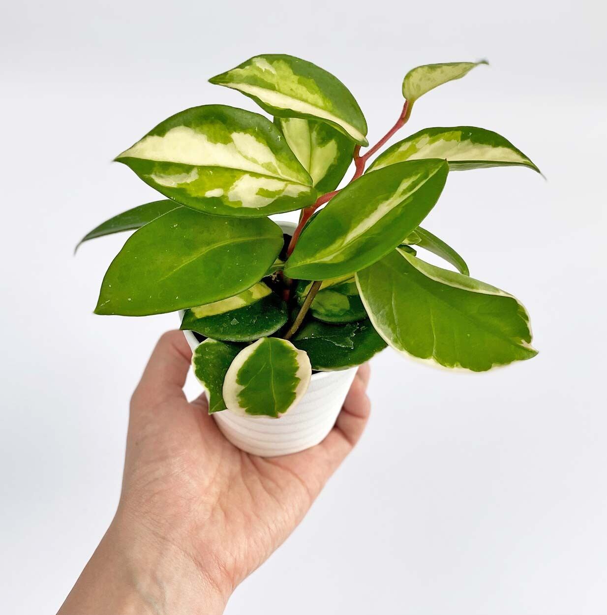 31 ホヤカルノーサ Inakougei イナコウゲイ 観葉植物 鉢 多肉 猫用品 31 ホヤカルノーサ Inakougei イナコウゲイ 観葉植物 鉢 多肉 猫用品