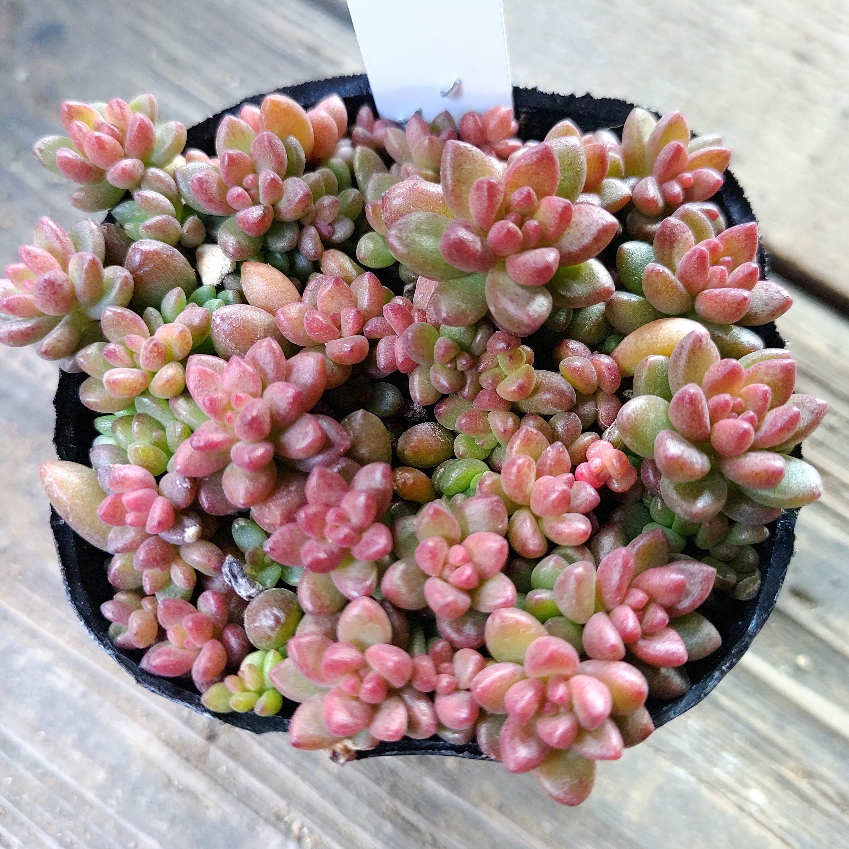 ルビーティント群生(韓国苗)T | RuPo 多肉植物専門店