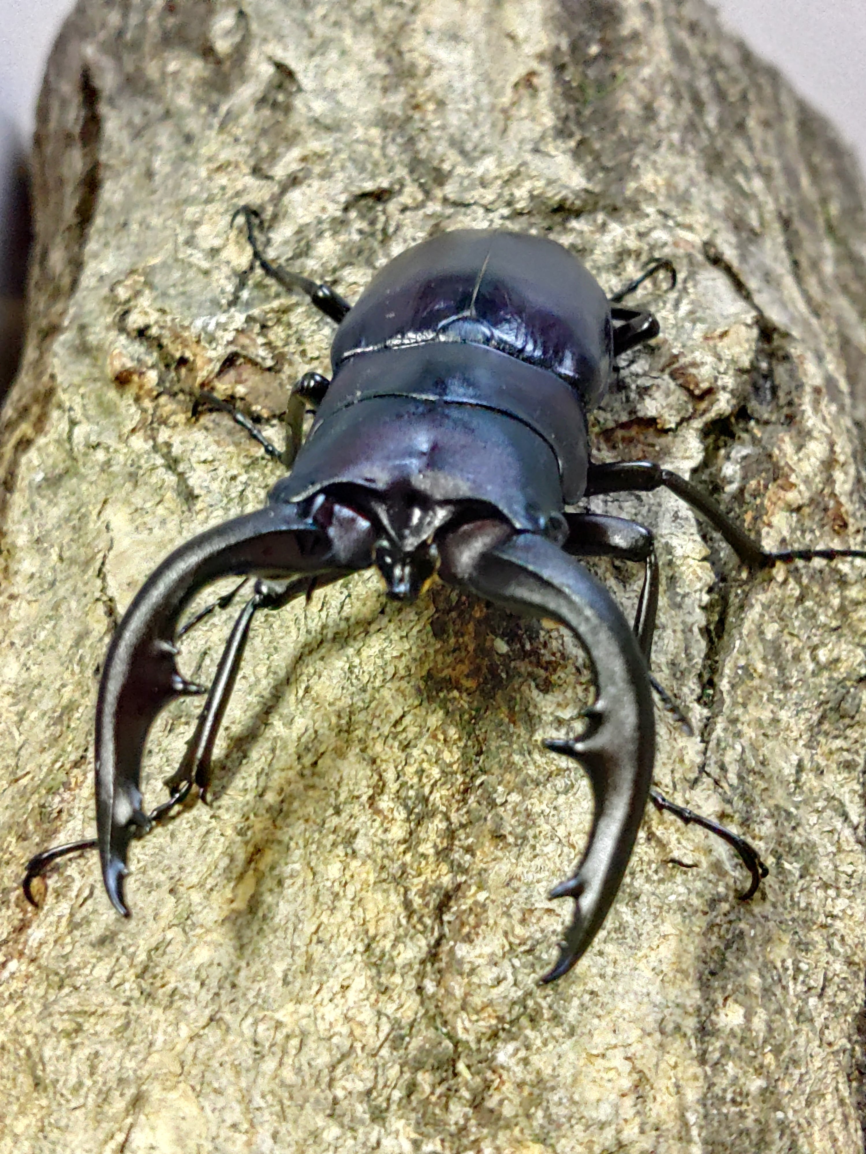 新成虫ペア】ヤエヤママルバネクワガタ | Pay ID