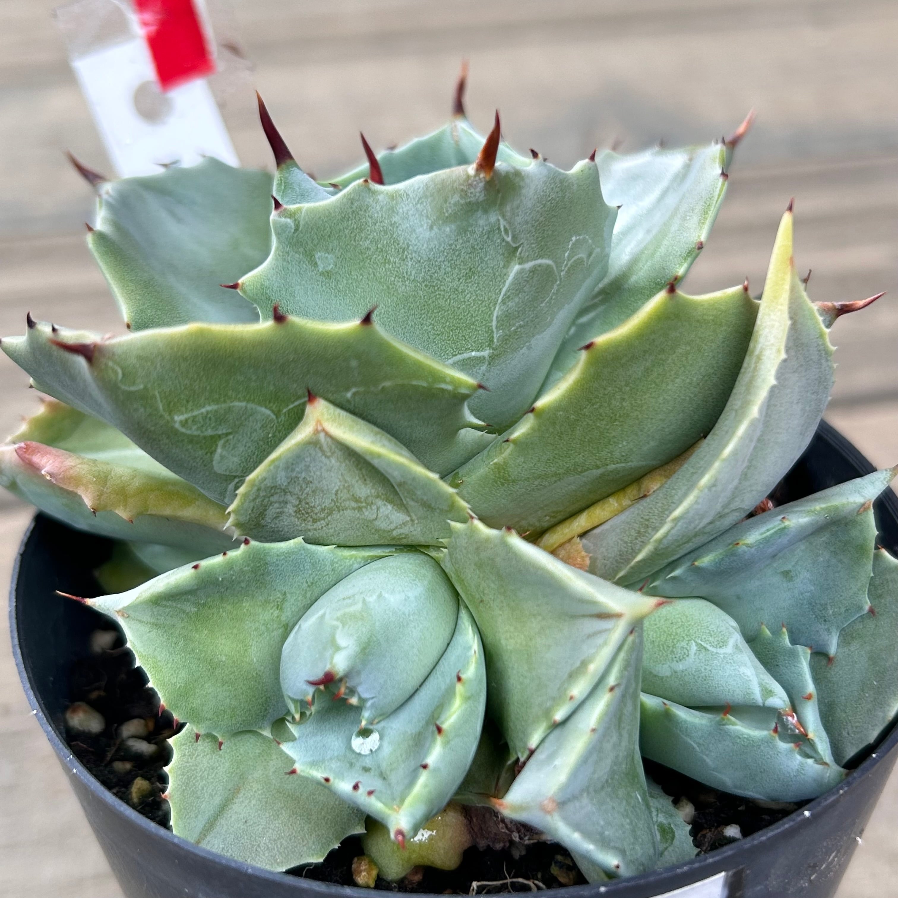 H)王妃雷神 アガベ イシスメンシス | RuPo 多肉植物専門店