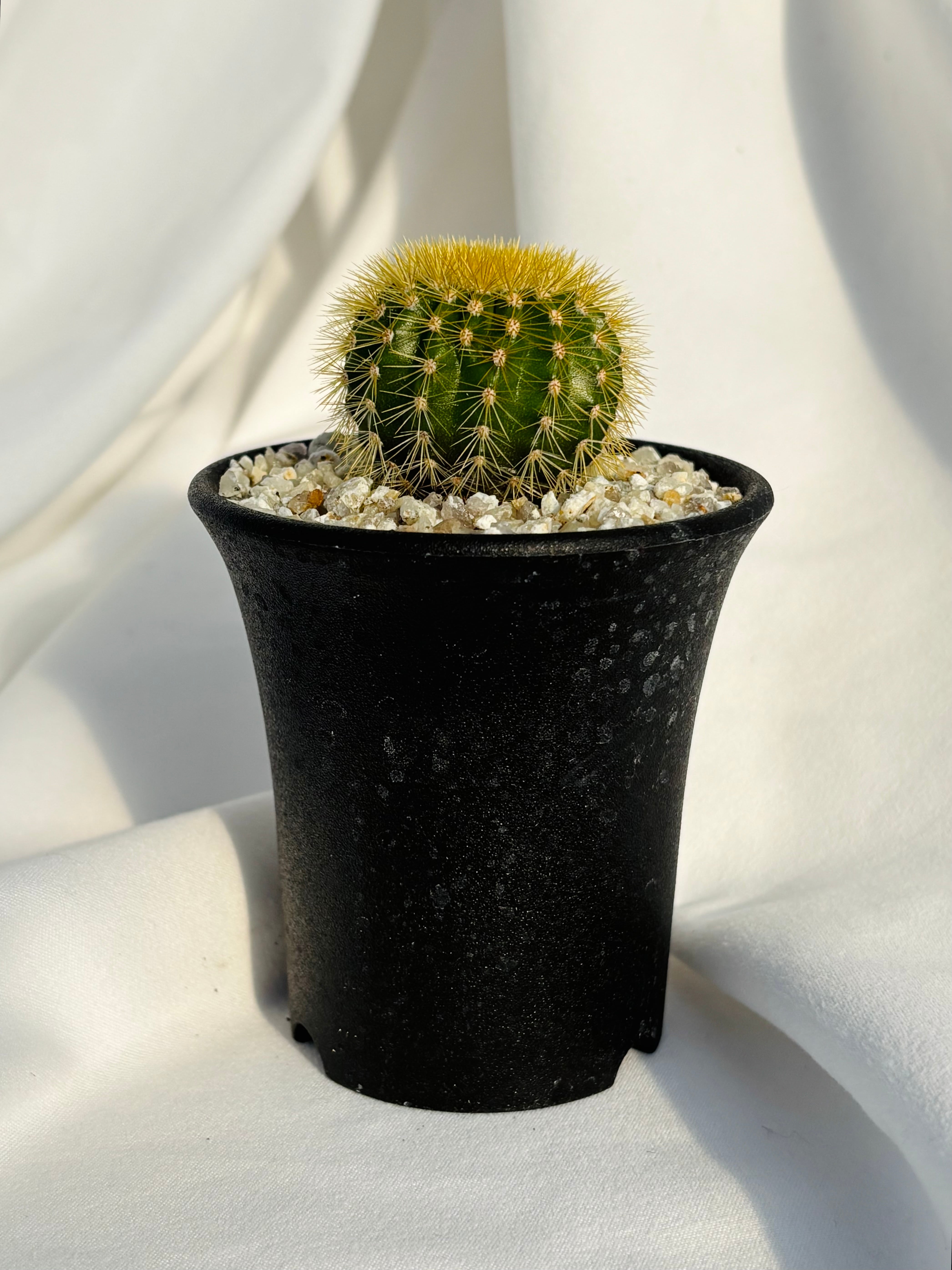 Uebelmannia pectinifera v. eriocactoides ユーベルマニア エリオ