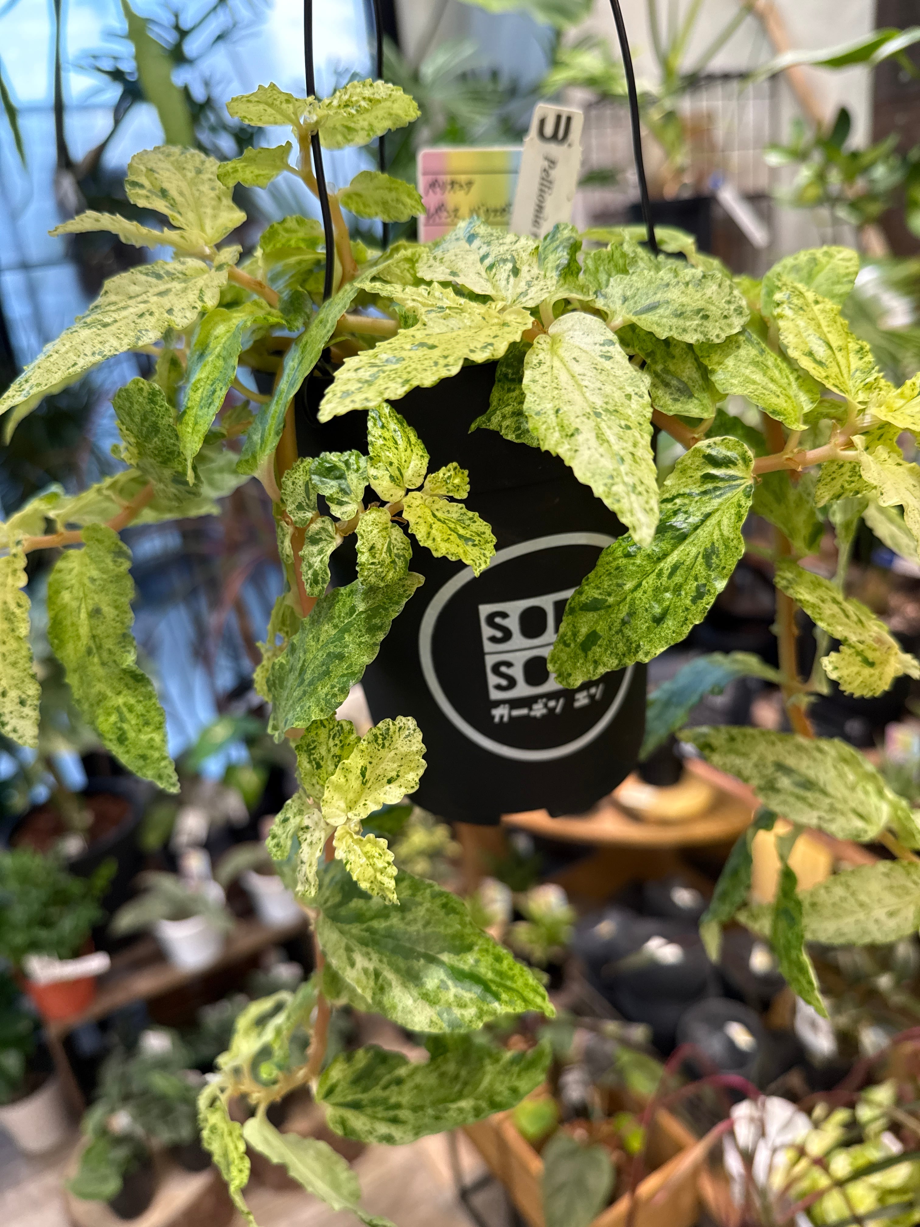 えん鉢セット) ペリオニア レペンスバリエガータ | Gardenえん 【観葉