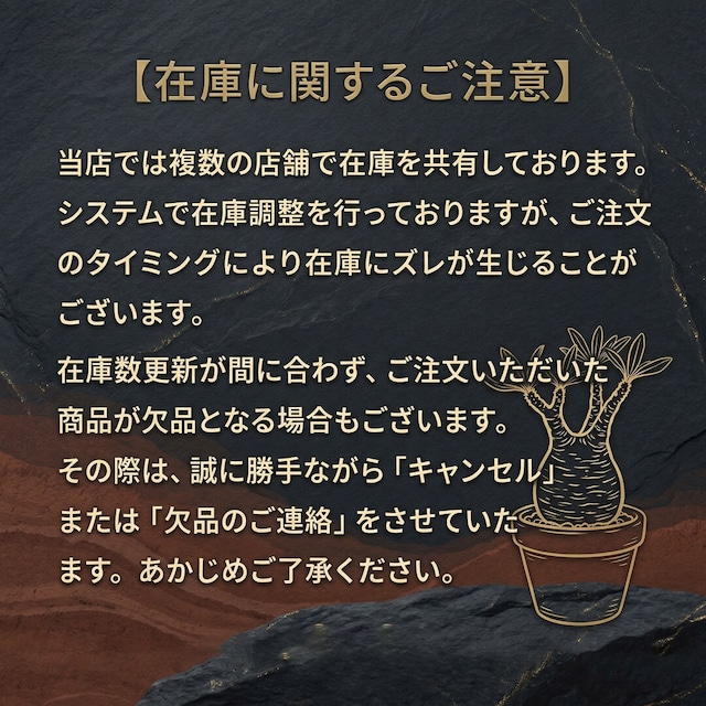 F85 アデニア グロボーサ Adenia globosa タンザニア産 発根済み 現地球