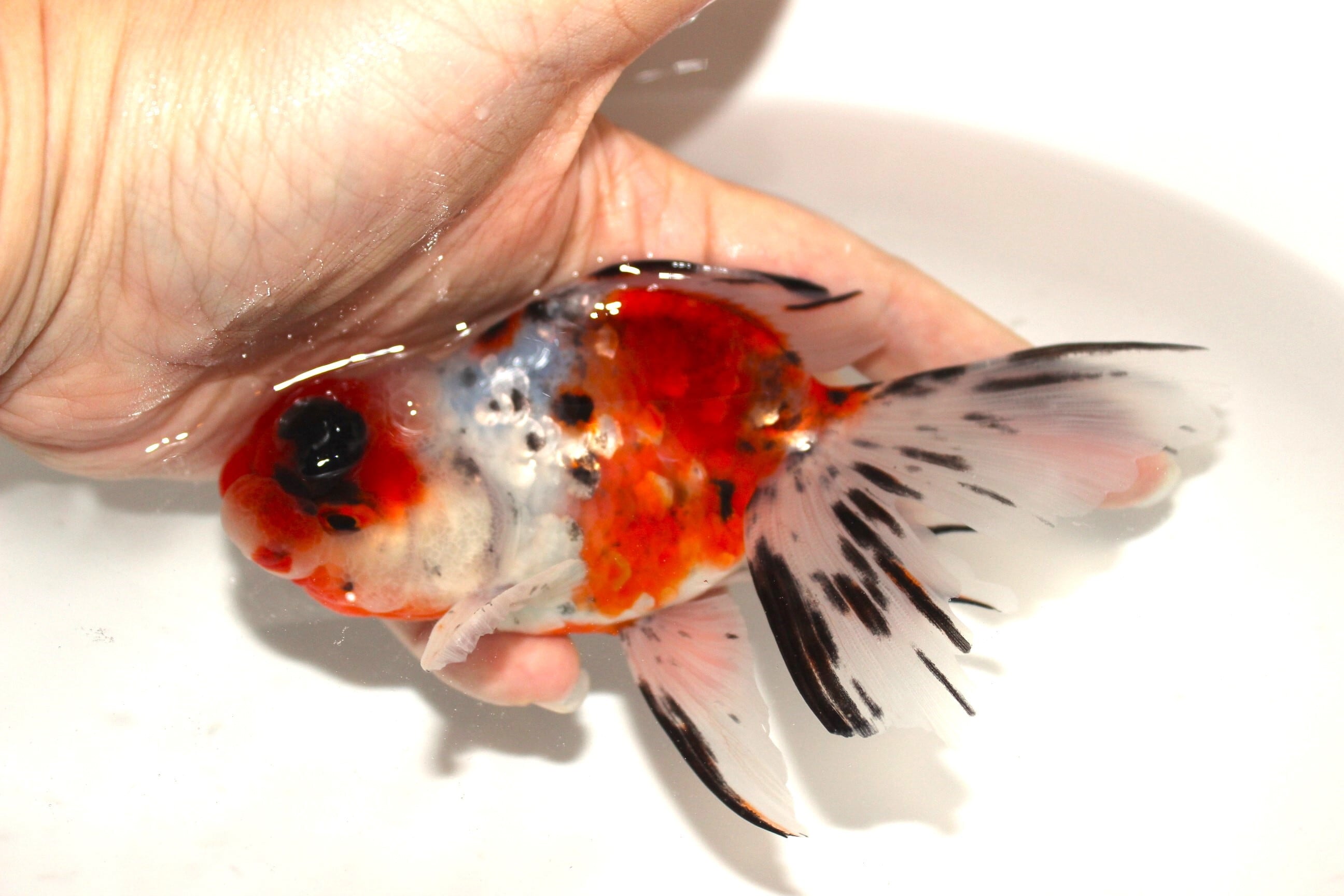 上物】志村養魚場産 二才 東錦＃1215-01 | 金魚専門店 和の美