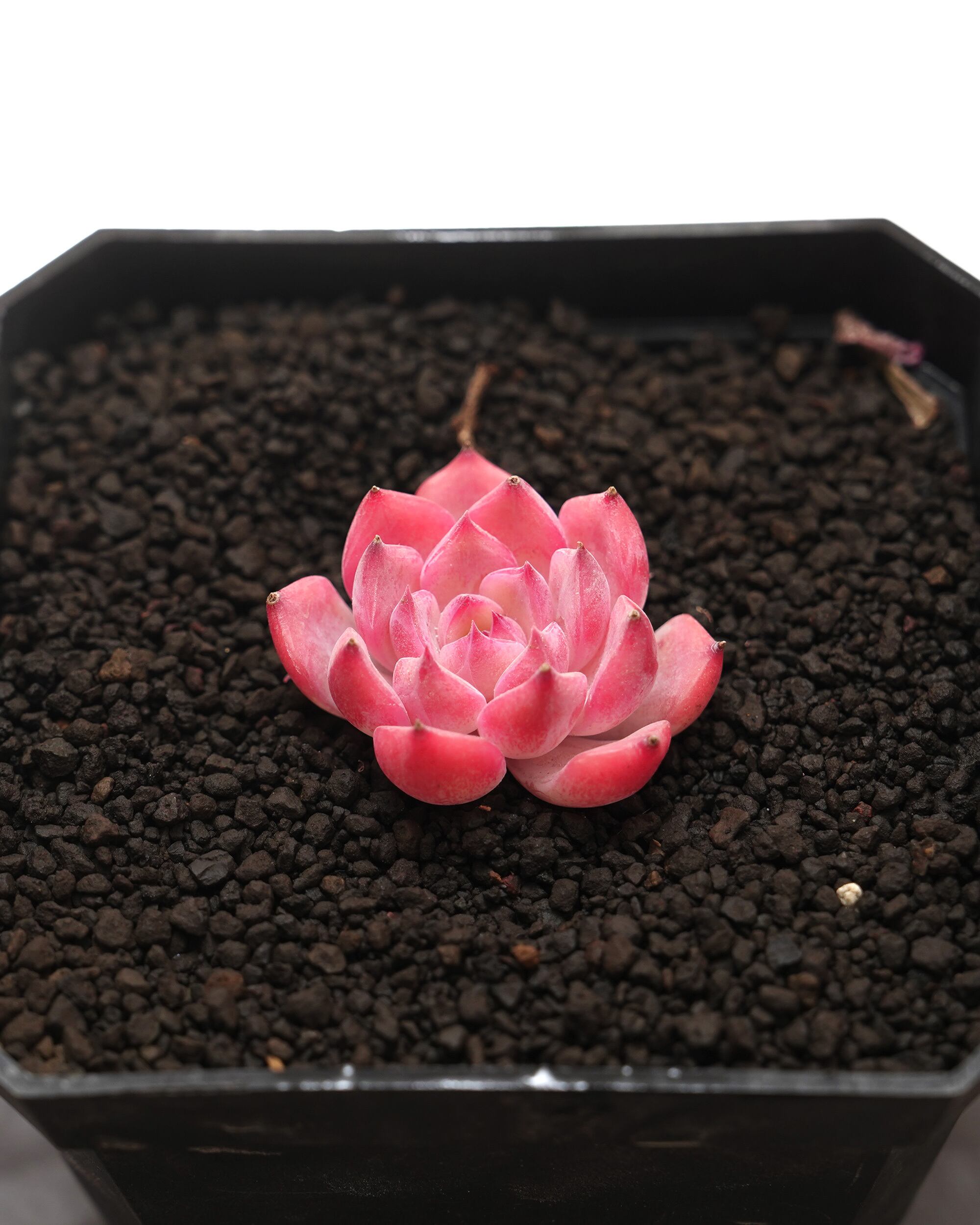 抜き苗 アエオニウム 魅金ローズ錦 Aeonium 'Charm Golden Rose