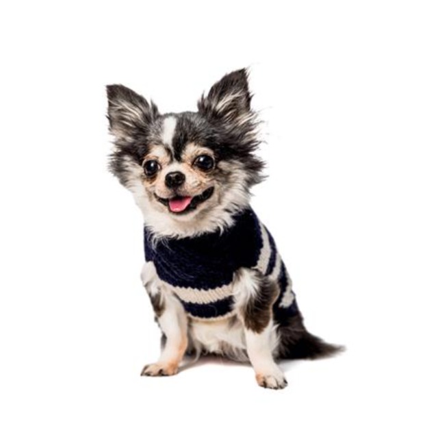 再入荷！アルパカウール100％ 手編みセーター【Chilly Dog（チリードッグ）】アルパカ ネイビー＆クリーム ストライプ ドッグセーター/Alpaca Navy and Cream Stripe Dog Sweater