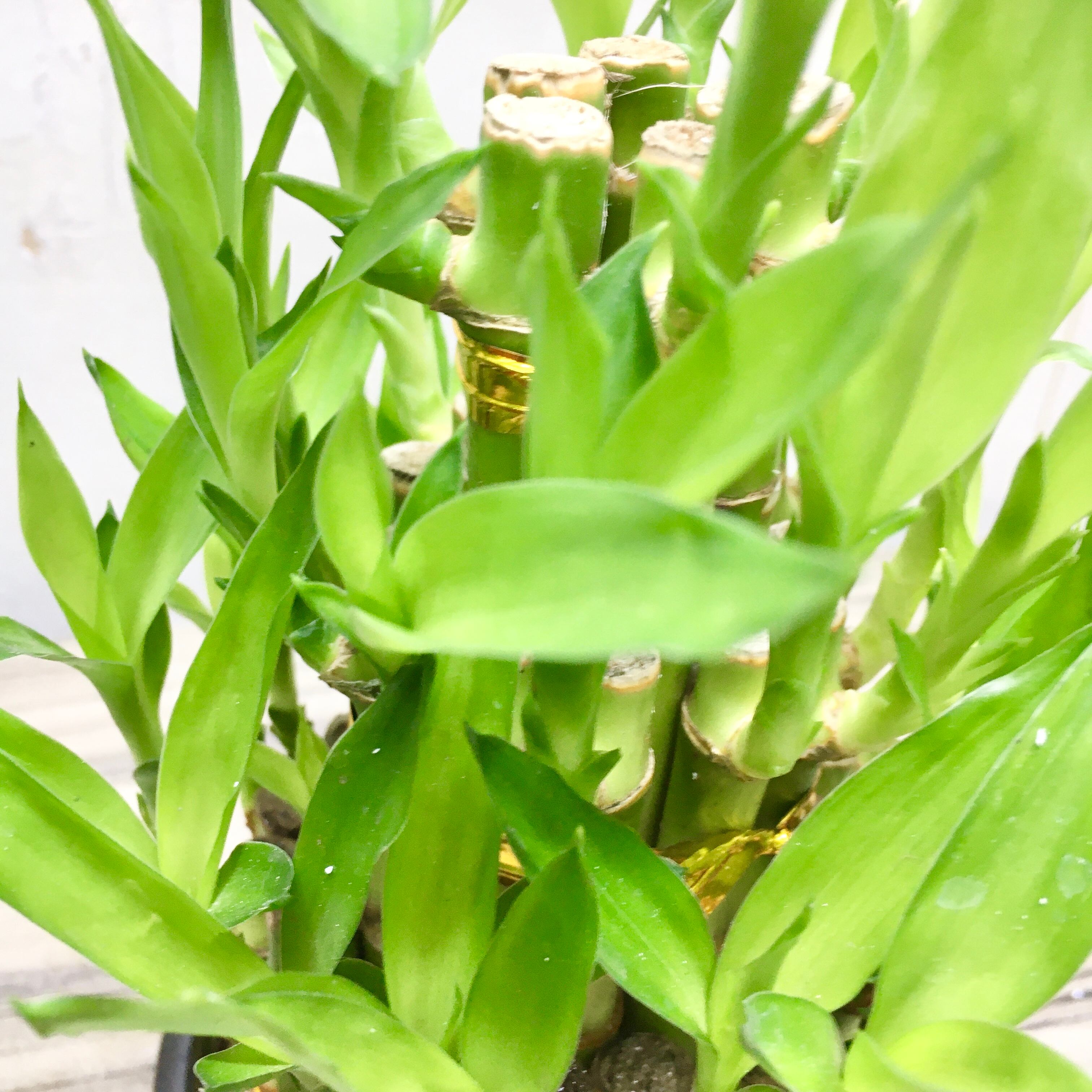 縁起竹 幸運竹 3段 タワー型 ブラック ミリオンバンブー ラッキーバンブー 陶器鉢 少し豊富な贈り物 タワー型