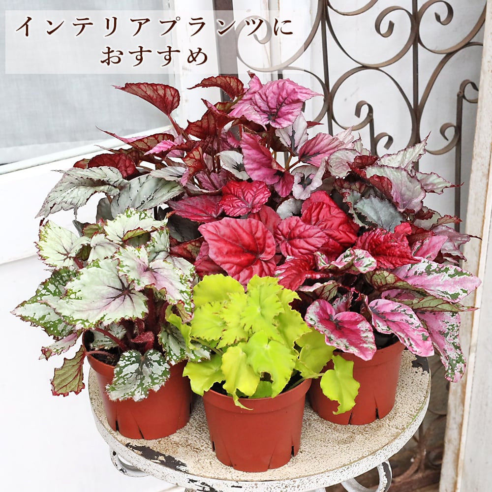 3/20(金)深夜 特別オク開始！ベゴニア ビスタ 珍しい 株分けラスト Begonia] I tried dividing a cramped and lifeless begonia! I wonder