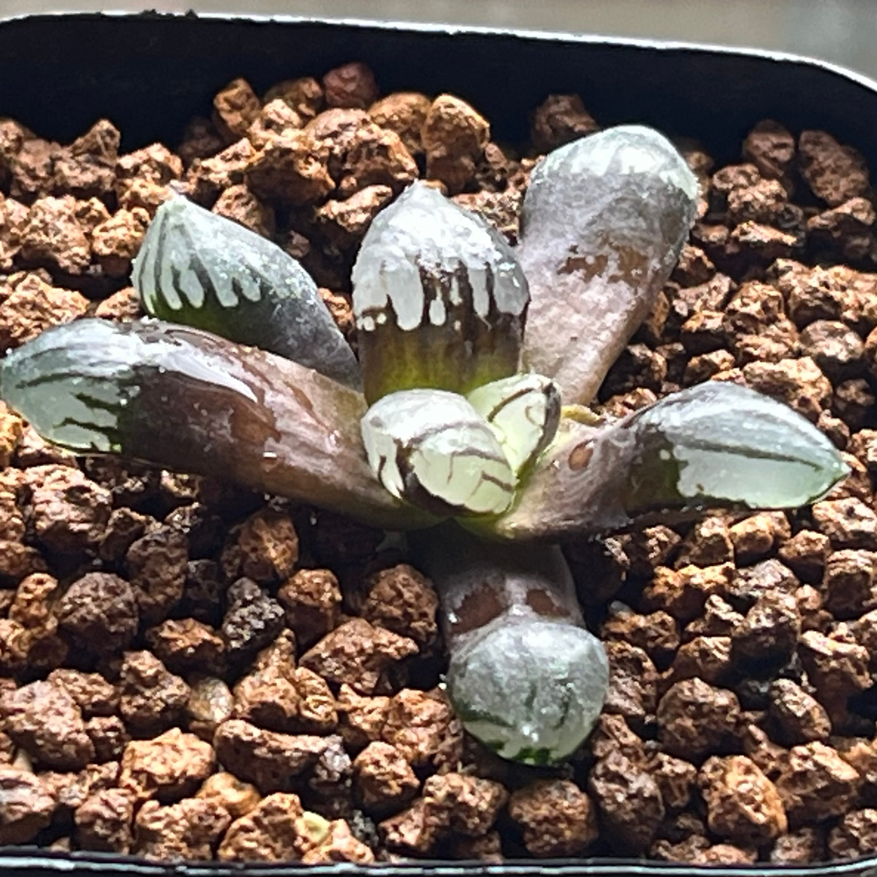 ハオルチア ピグマエアミュータント 特異株 | mocono_plants