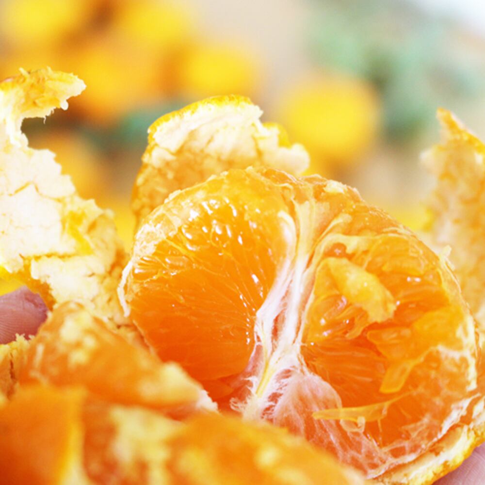 すくも特産品マルシェ7周年記念価格】成田果樹園の温州みかん5kg