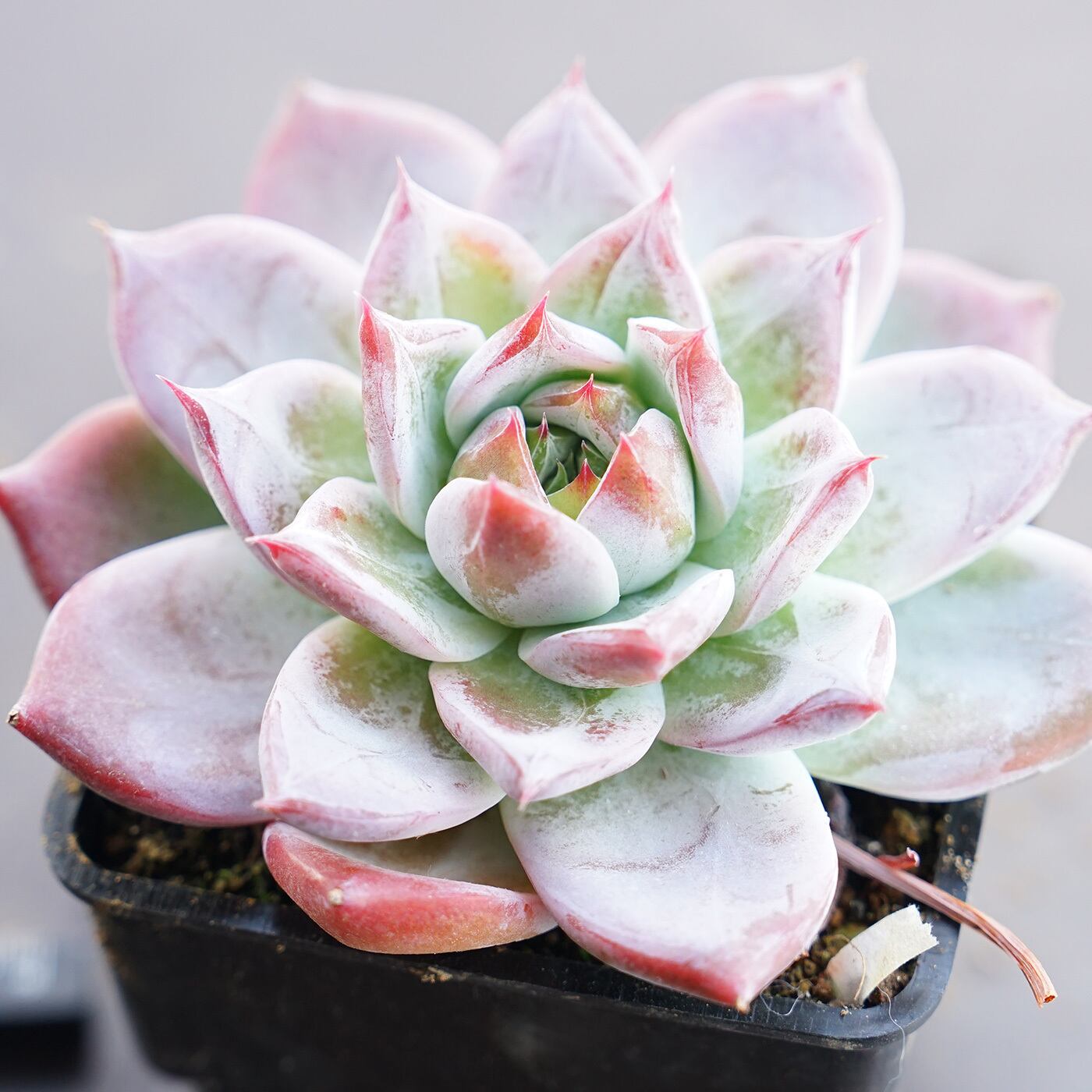 多肉植物 ハオルチア 原始オブツーサ錦002