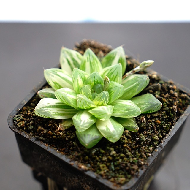 抜き苗 オブツーサ花火錦 上斑 Haworthia 'Hanabi'