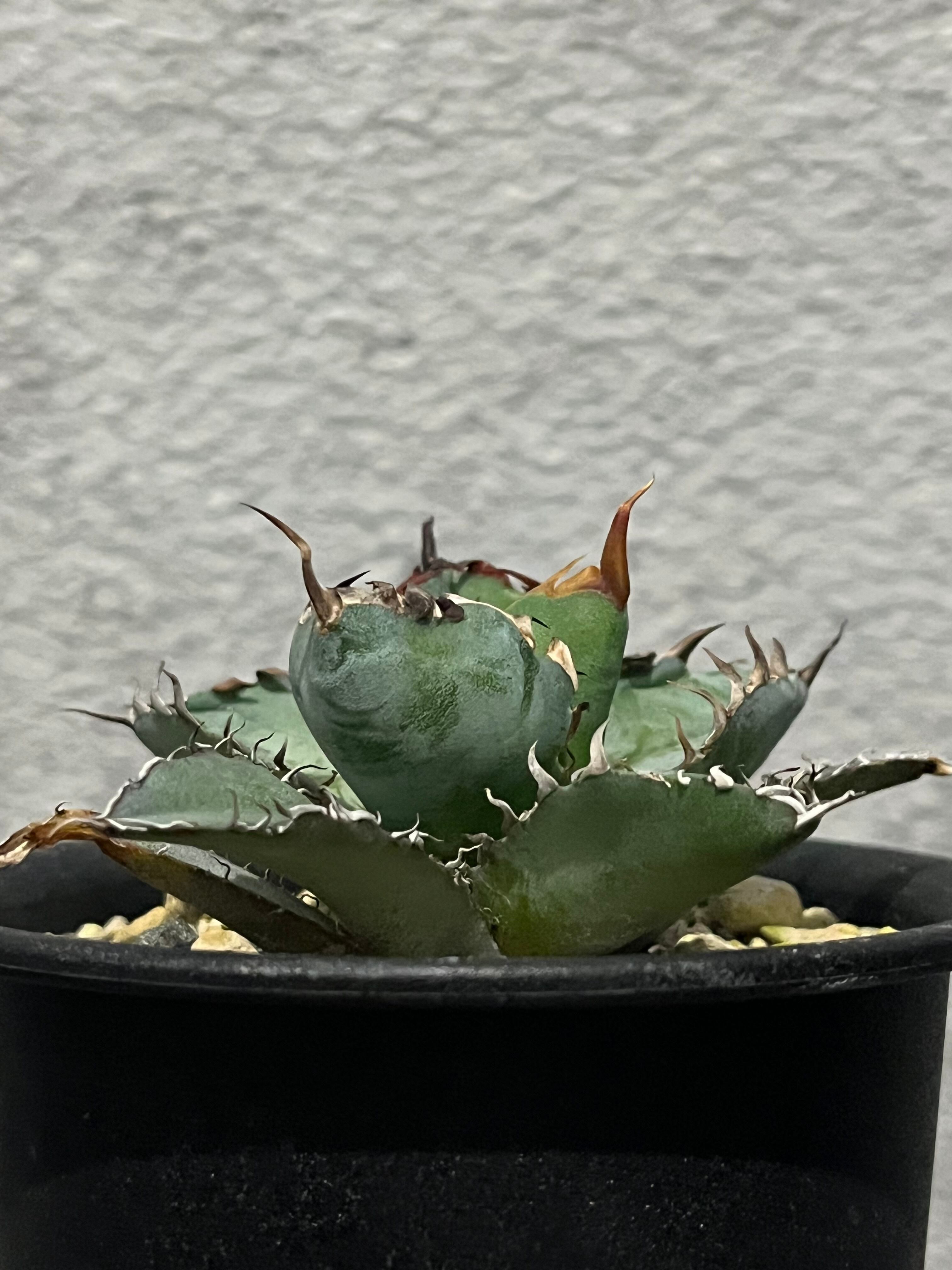 P.Willinckii Jenny Pups | Pay ID