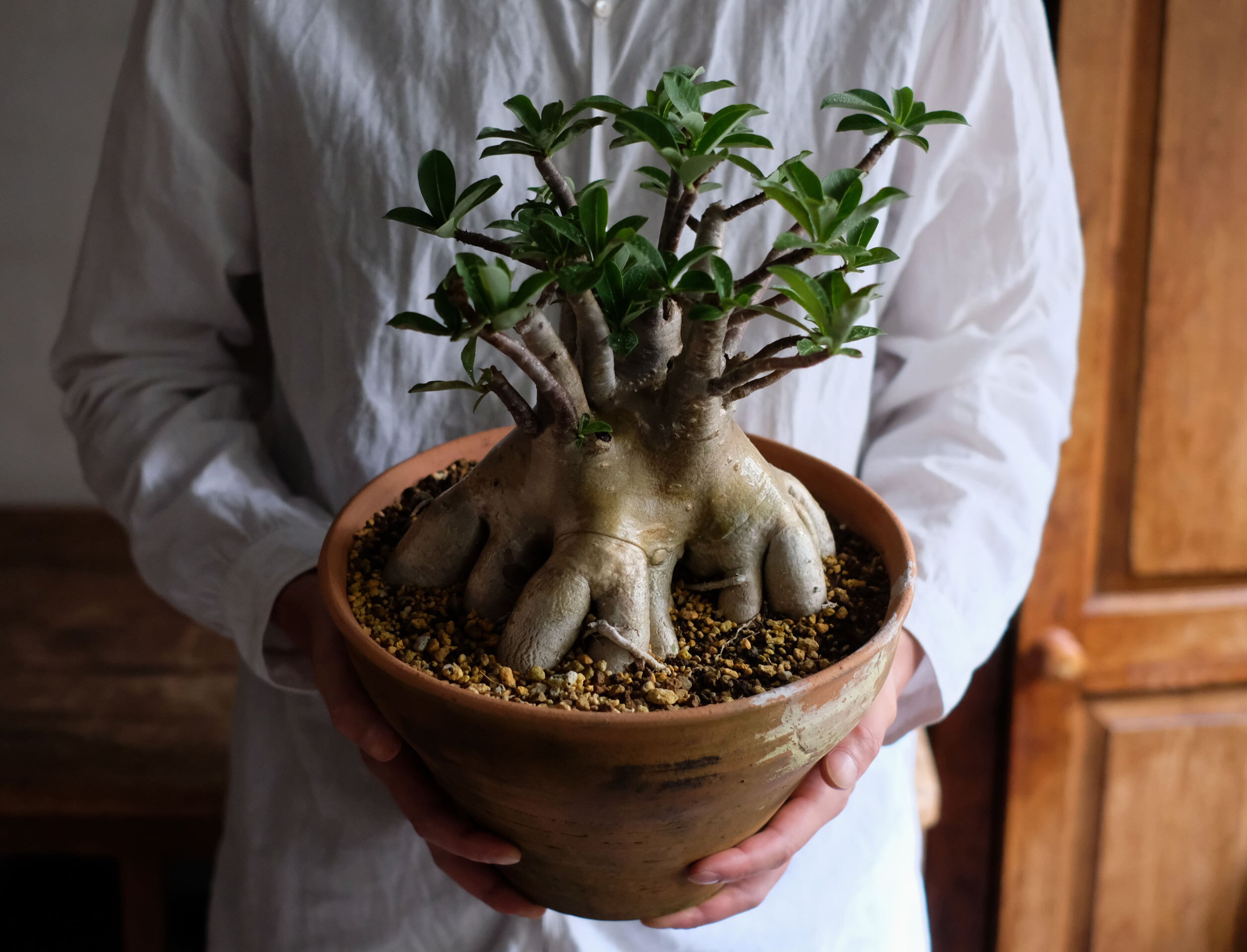 アデニウム☆タイソコトラナム☆タコ足☆コーデックスプランツ☆塊根