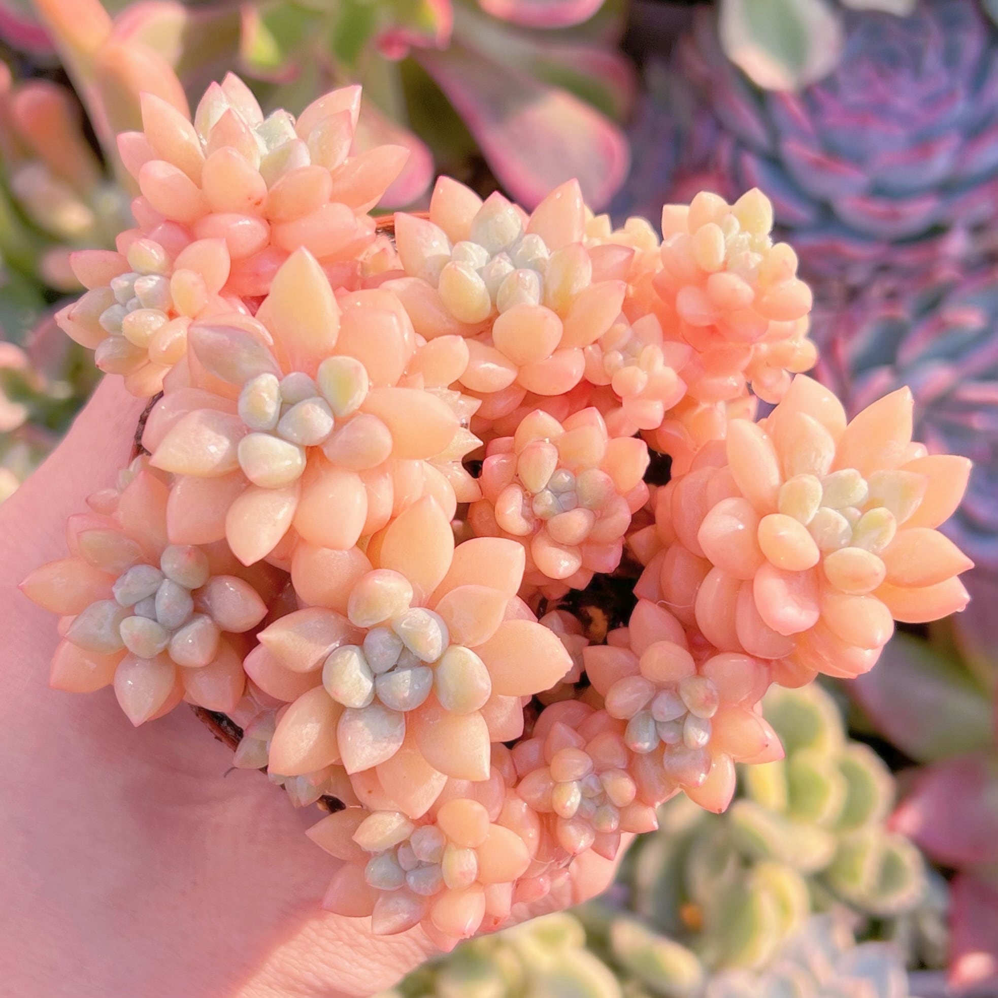 現品　ピンクパールsp#1180　るる農園