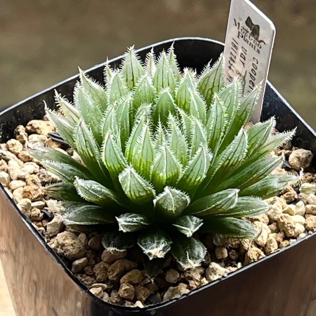 ハオルチア 原種 'specksii' IB12481 12d ハオルチア 多肉植物 雲窓