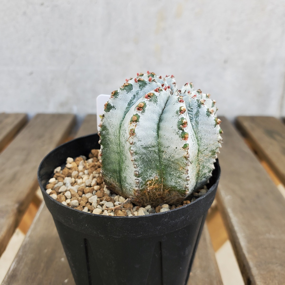 白衣タイプ】 ①からのカキコ Euphorbia horrida ユーフォルビア