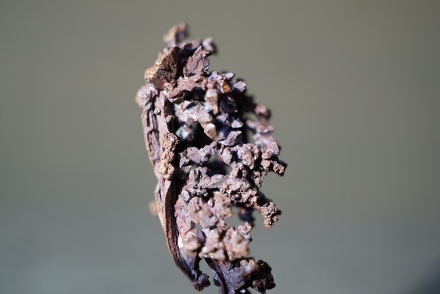 カザフスタン産自然銅  Native Copper　1029