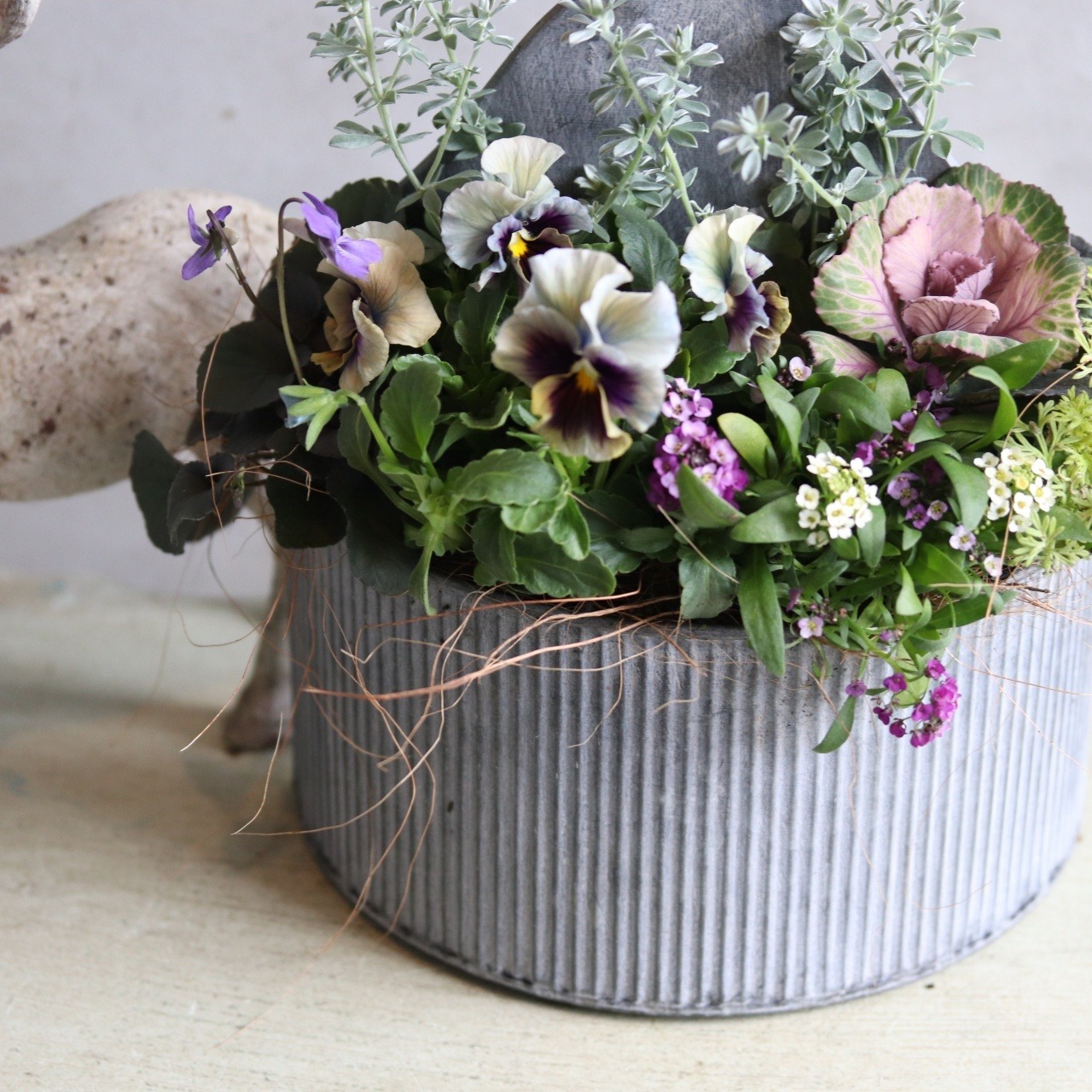 冬から春に楽しむ寄せ植え　パンジーマシェリマダムのシックなハボタンのハングブリキの寄せ植え　お正月にオススメ　届いてすぐ玄関に飾れる 　プレゼントにもオススメ　