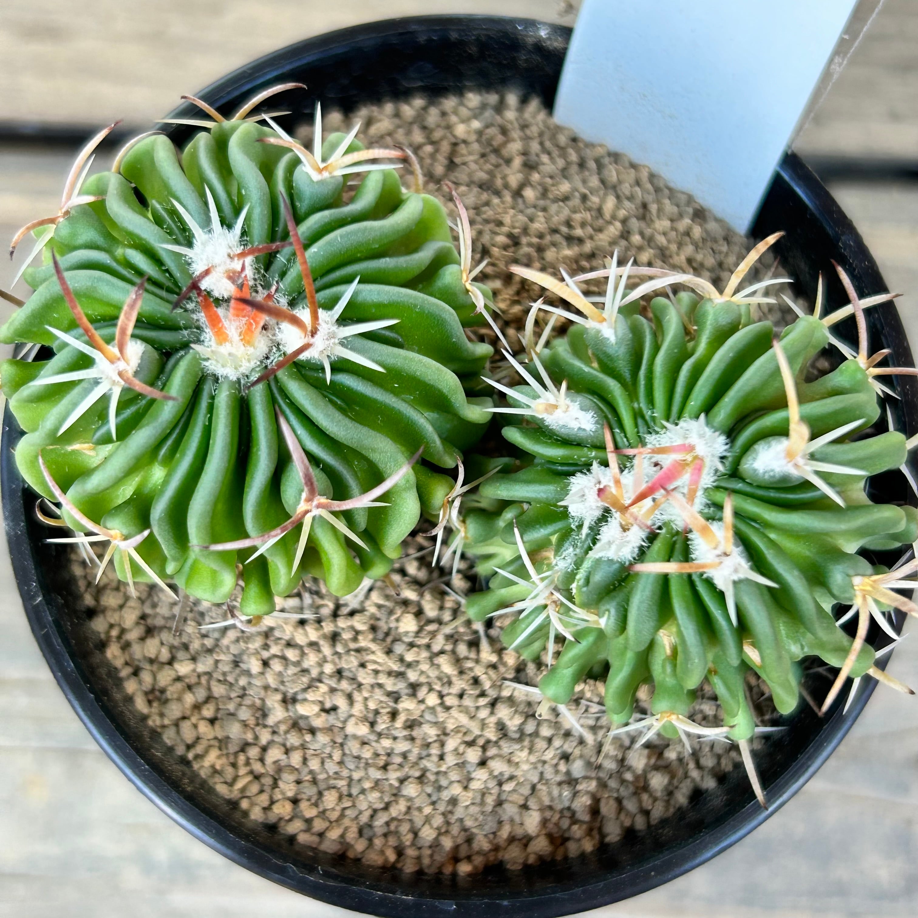 T)縮玉 サボテン | RuPo 多肉植物専門店