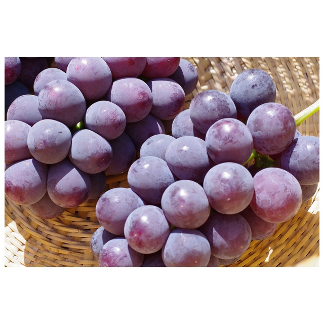 種なし巨峰 ４～５房（２．０ｋｇ以上）