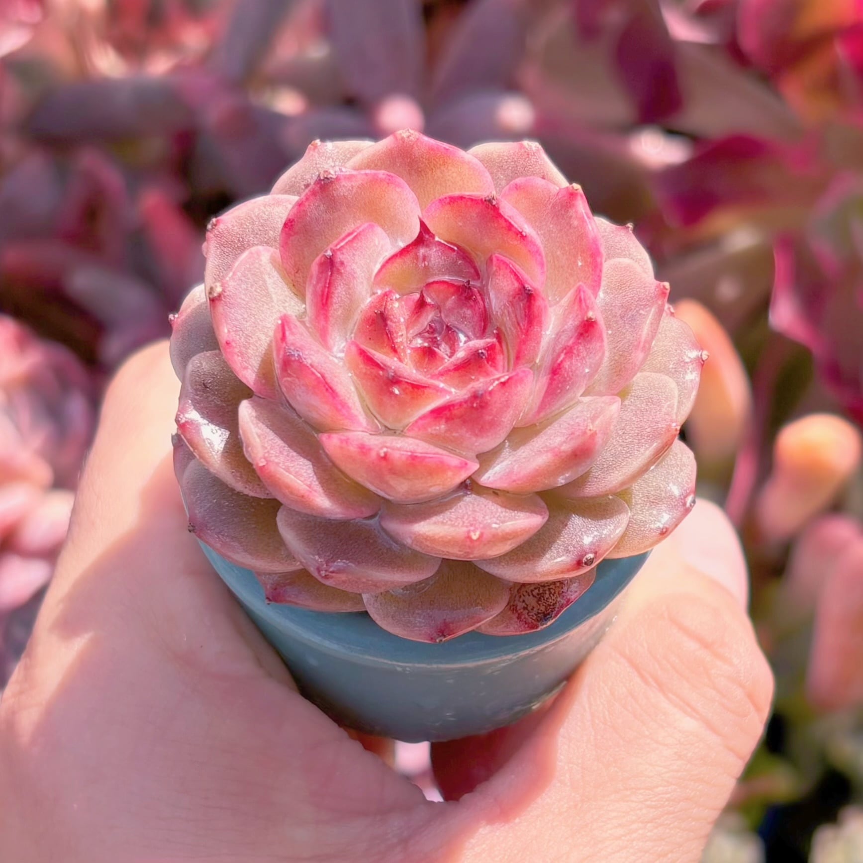 多肉植物 紫石榴 新入荷 るる農園 | るる農園~多肉植物専門