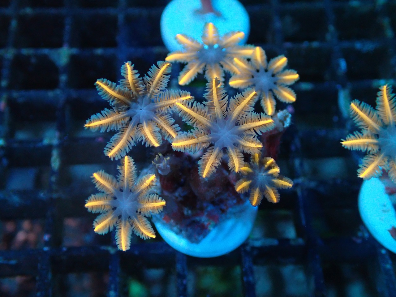 ClovePolyp SpecialOrange 2
