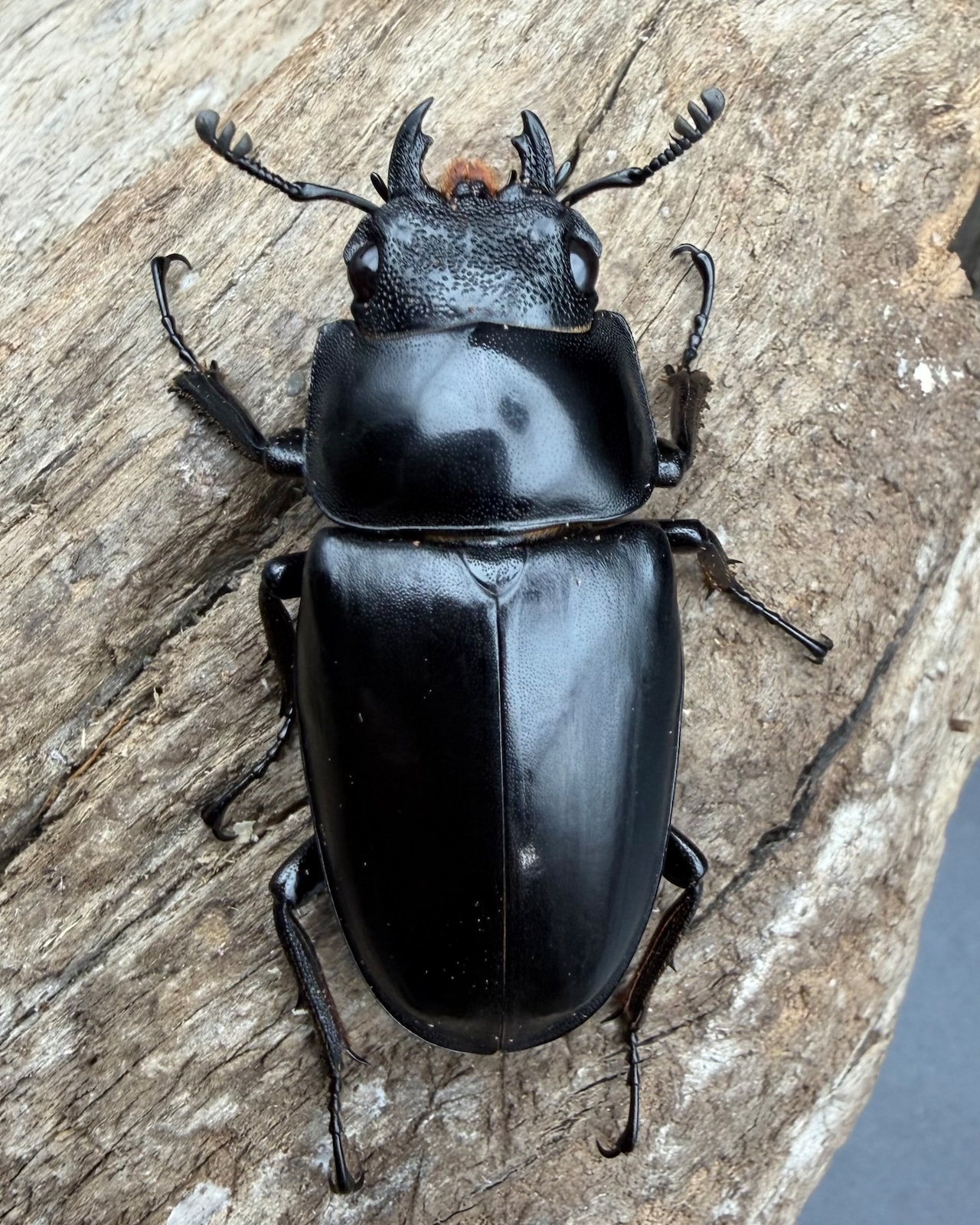 【WD】《 ギラファノコギリ亜種ボロブドゥール 95.5mm ペア》