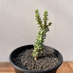 Ceraria namaquensis【ケラリア・ナマクエンシス】
