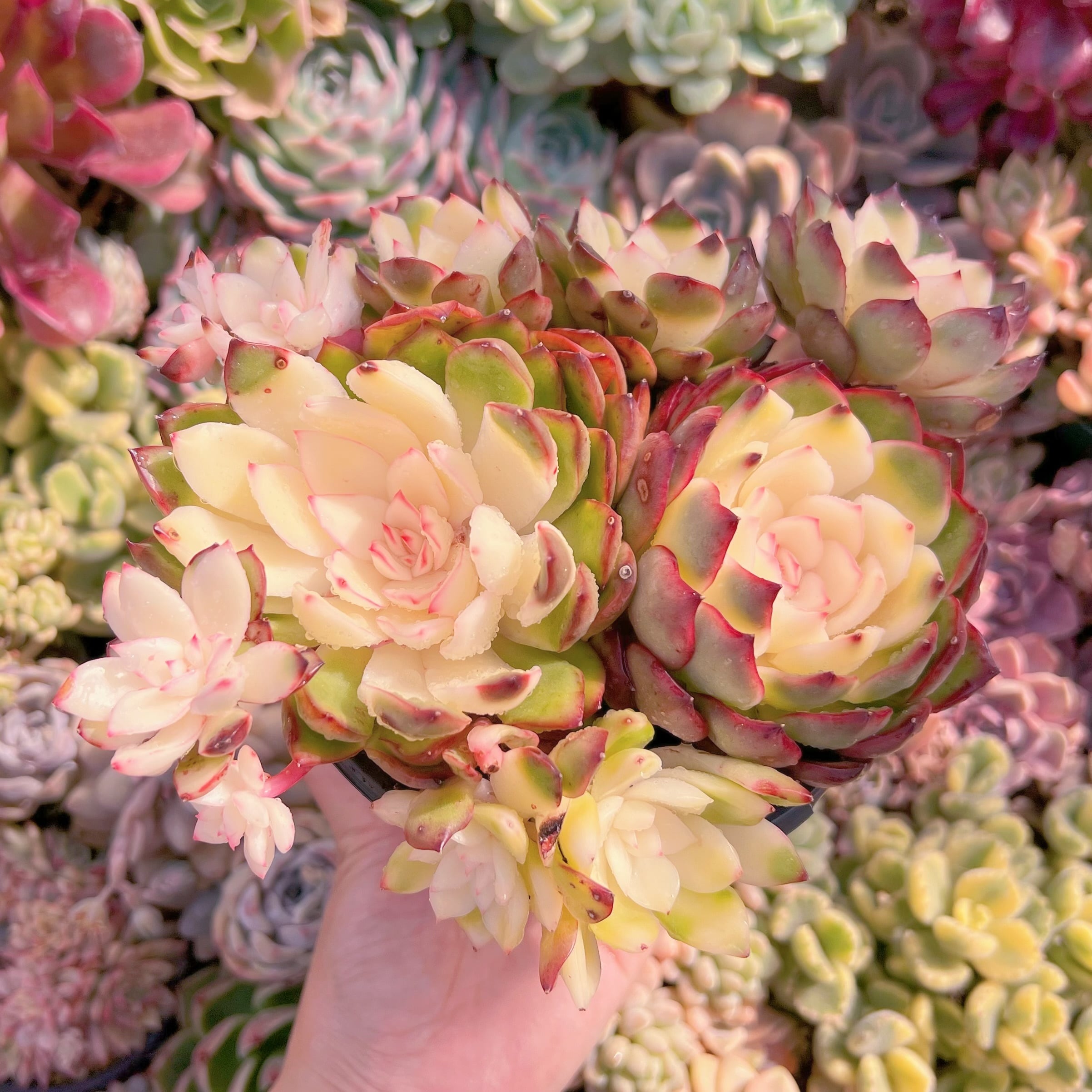 現品　プリリンゼアナ錦#A10　新入荷　るる農園