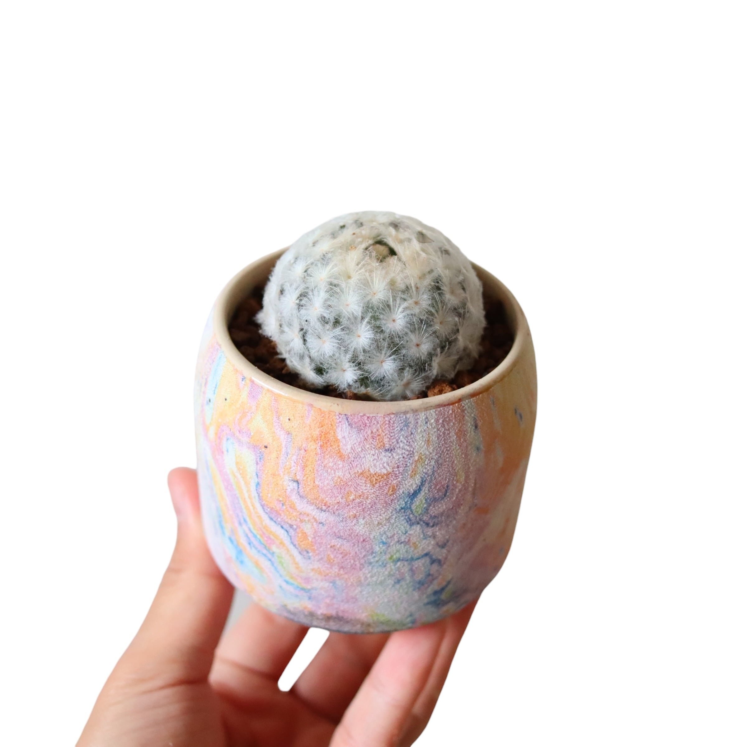 マミラリア 白星(花)