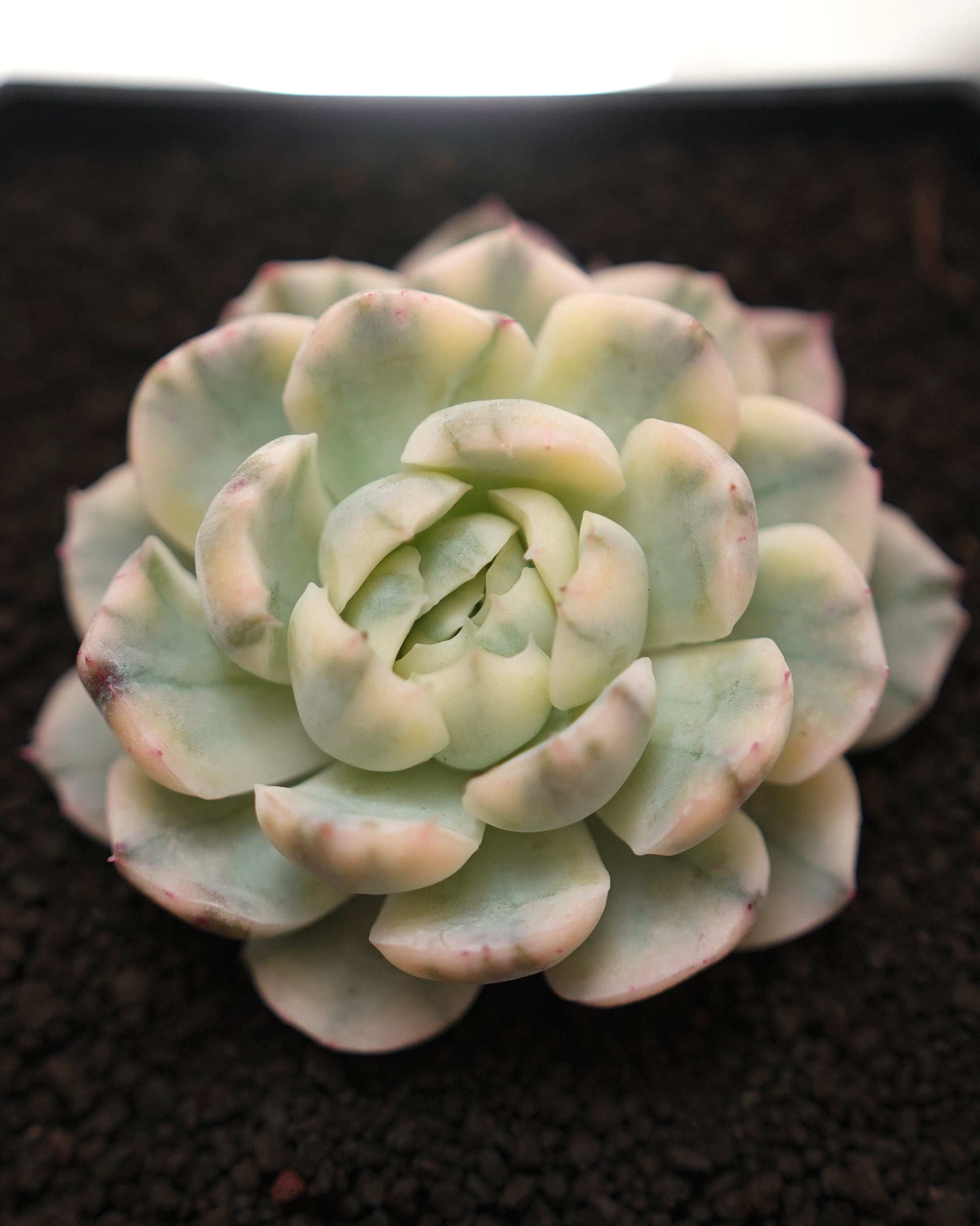 カット苗 ベリー錦 Echeveria 'Twin Berry Variegated' | PUKUBOOK