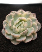 カット苗 ベリー錦 Echeveria 'Twin Berry Variegated'